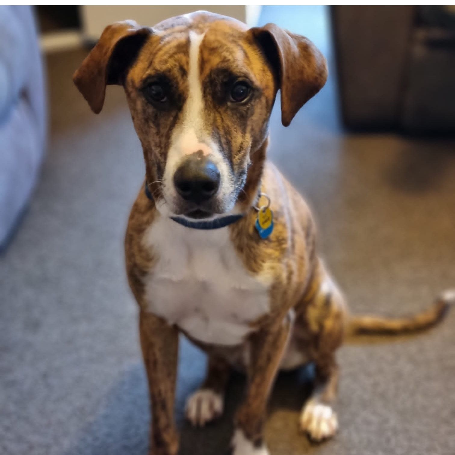 Dobby