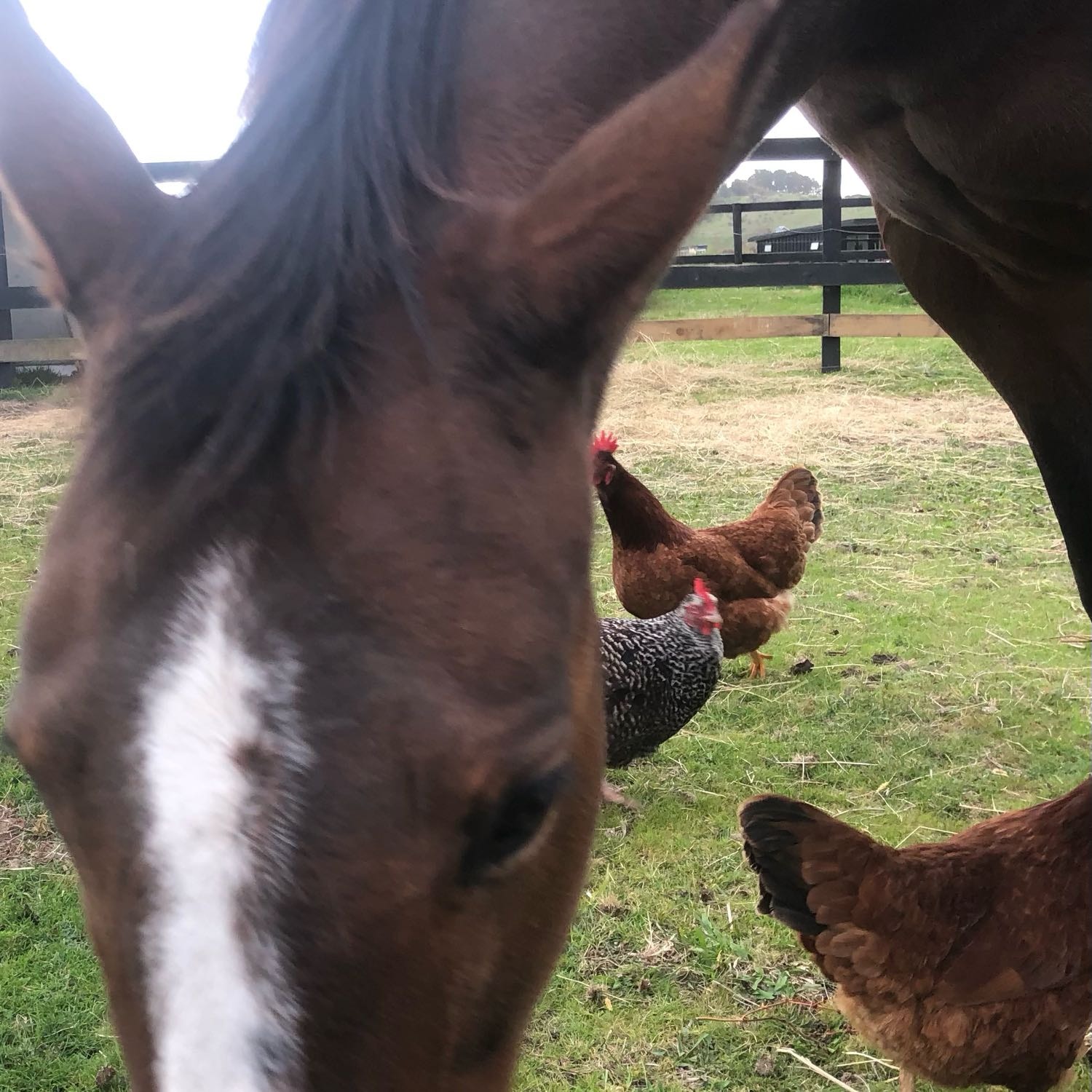 Petal, Pititoe, Henny