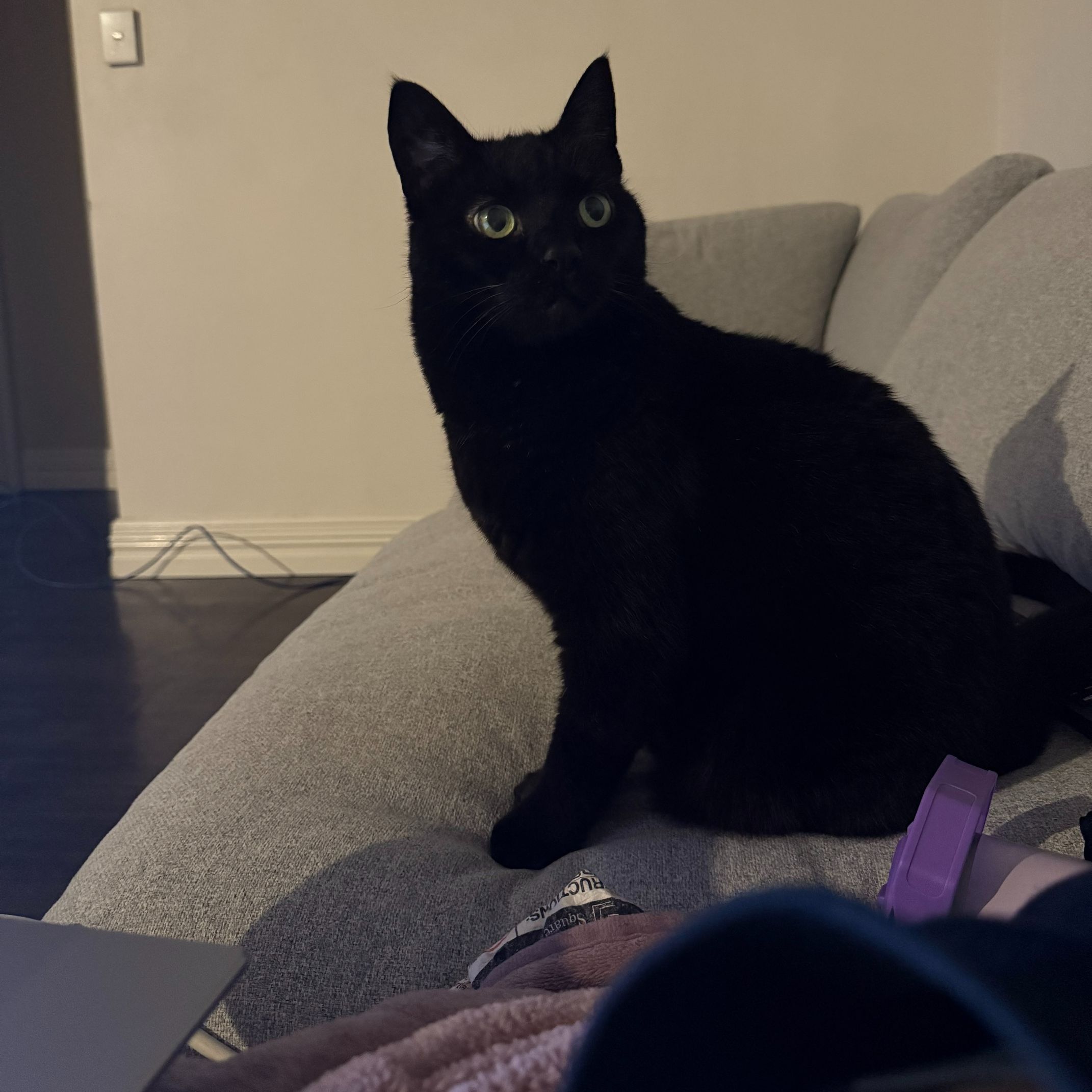 Puss Puss