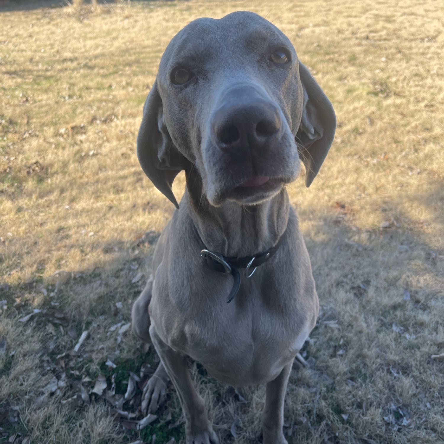 Juno
