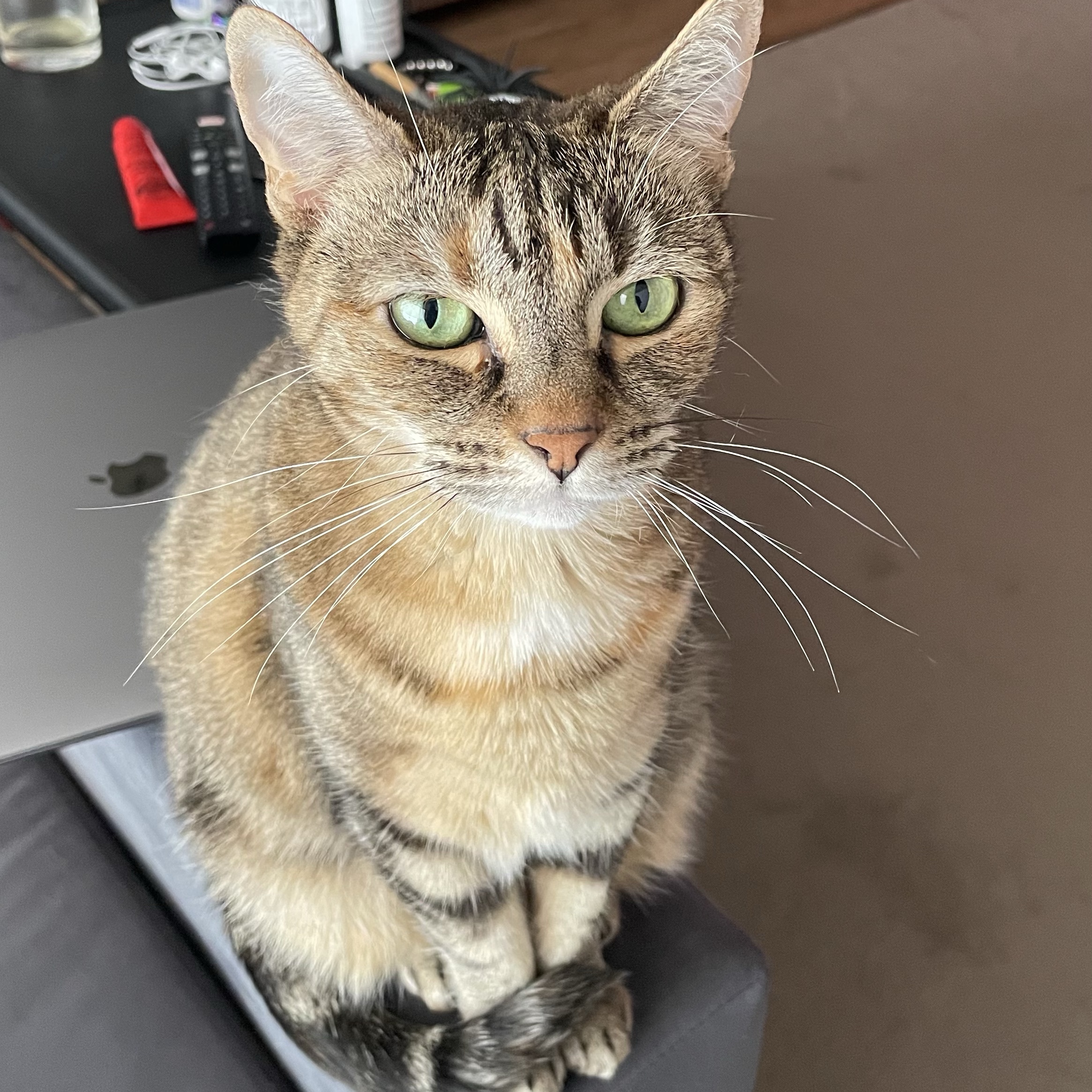 Zoë
