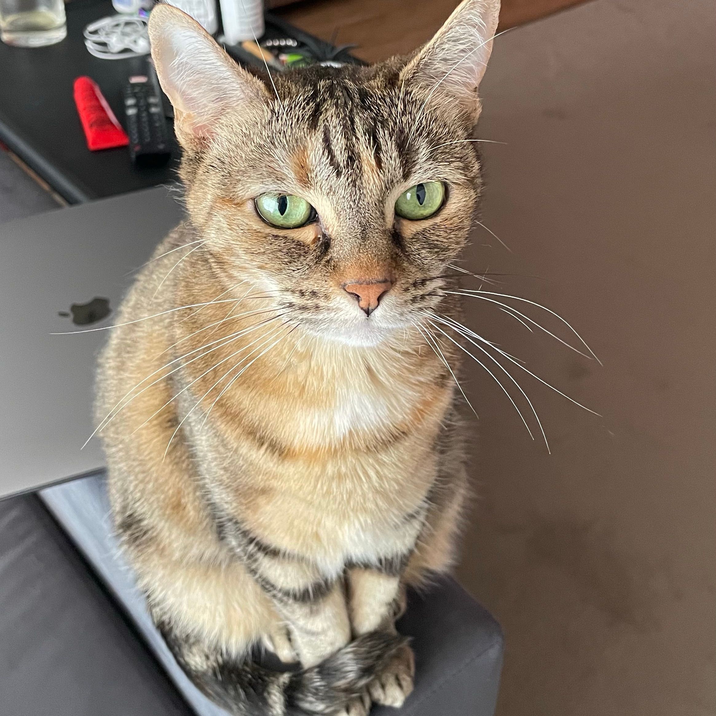 Zoë