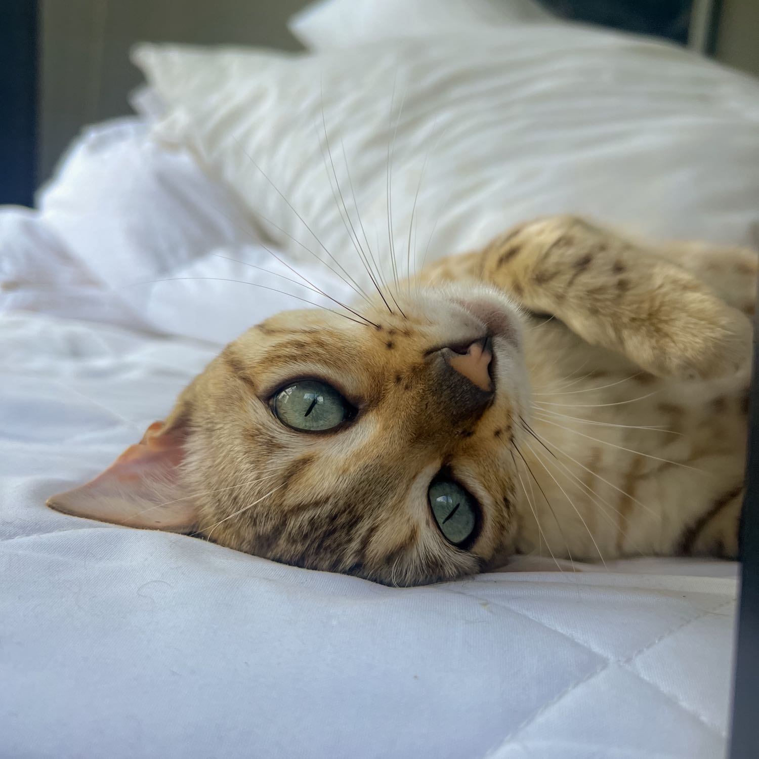 Mali
