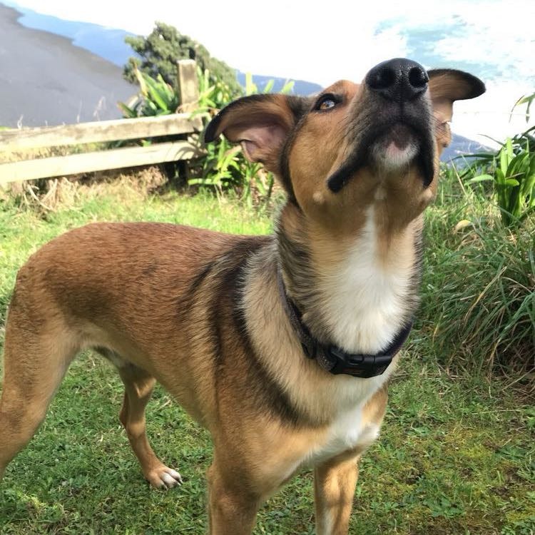 Odin