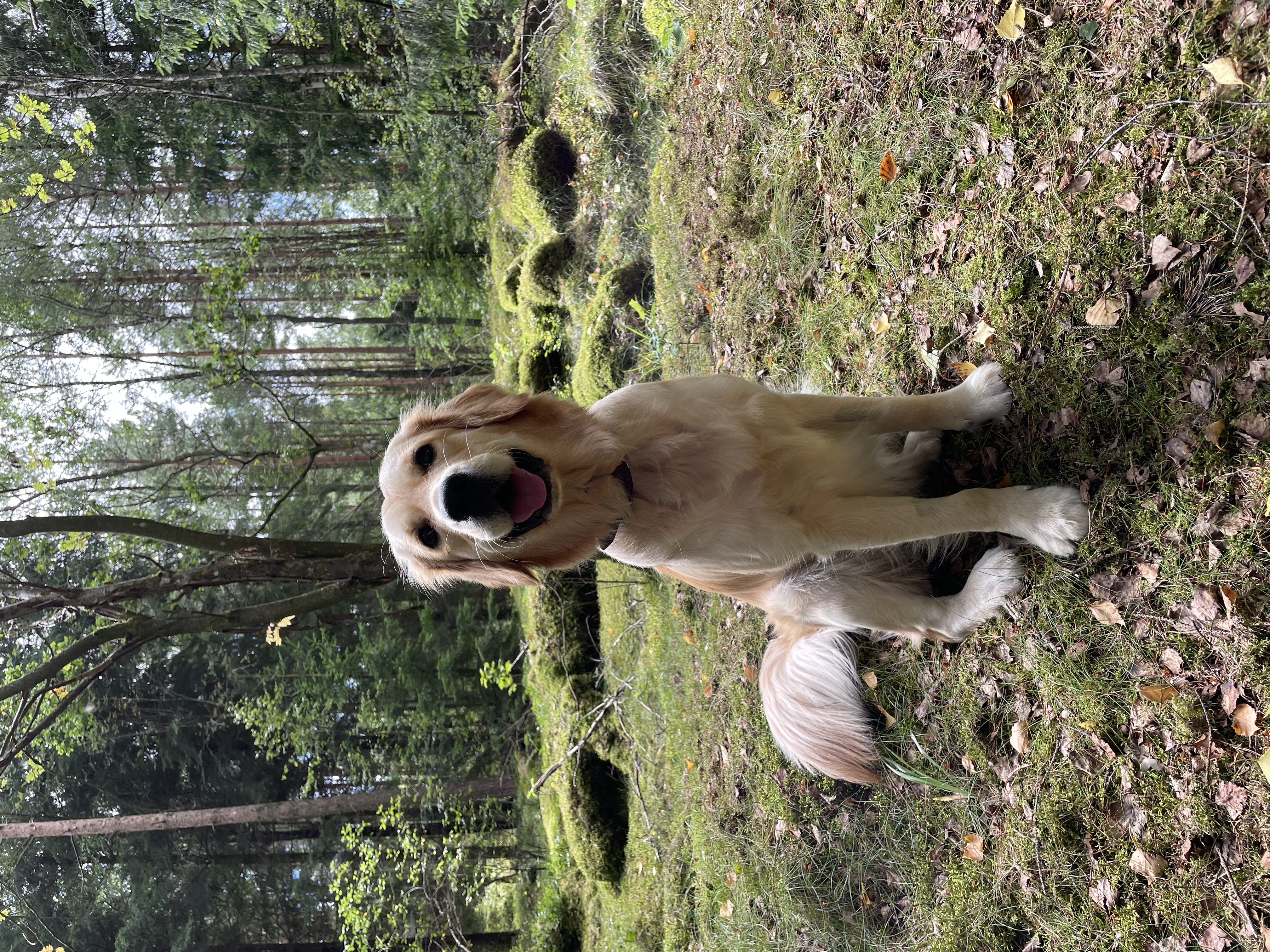 image-4