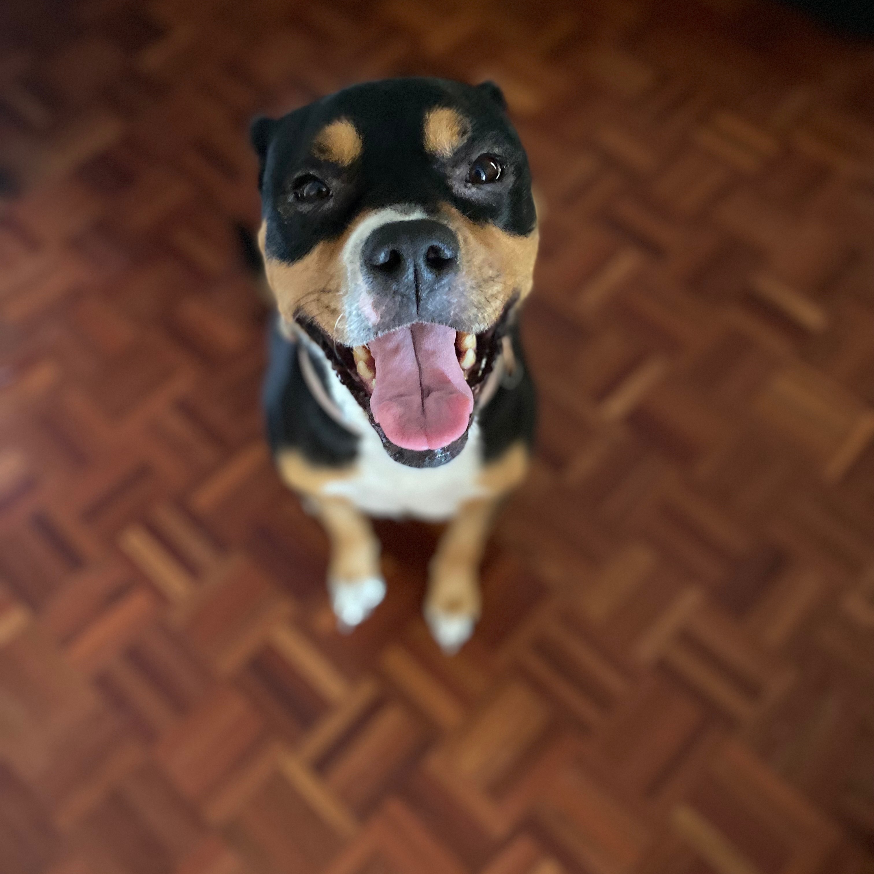 Shiloh
