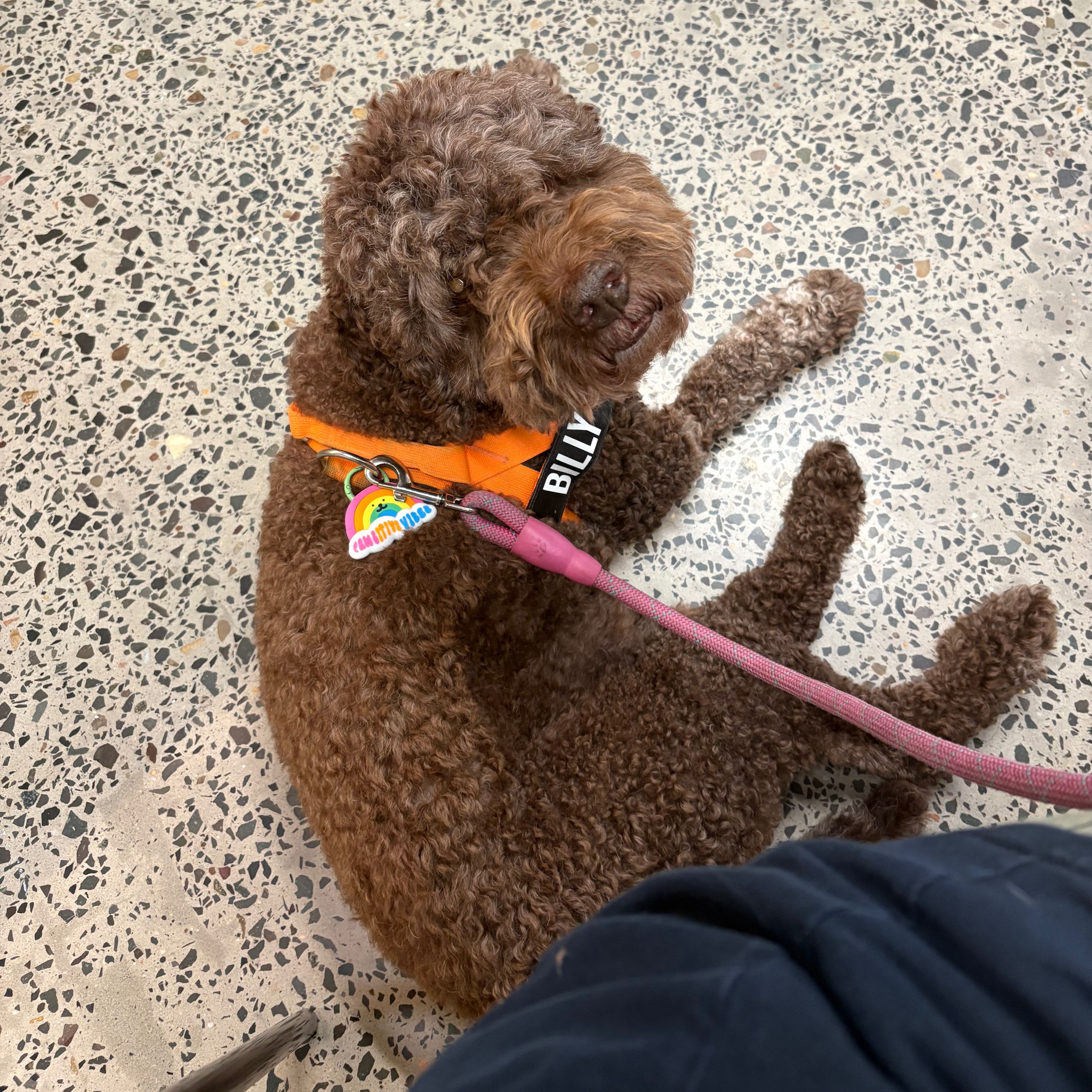 Billy Bob The Super Dog