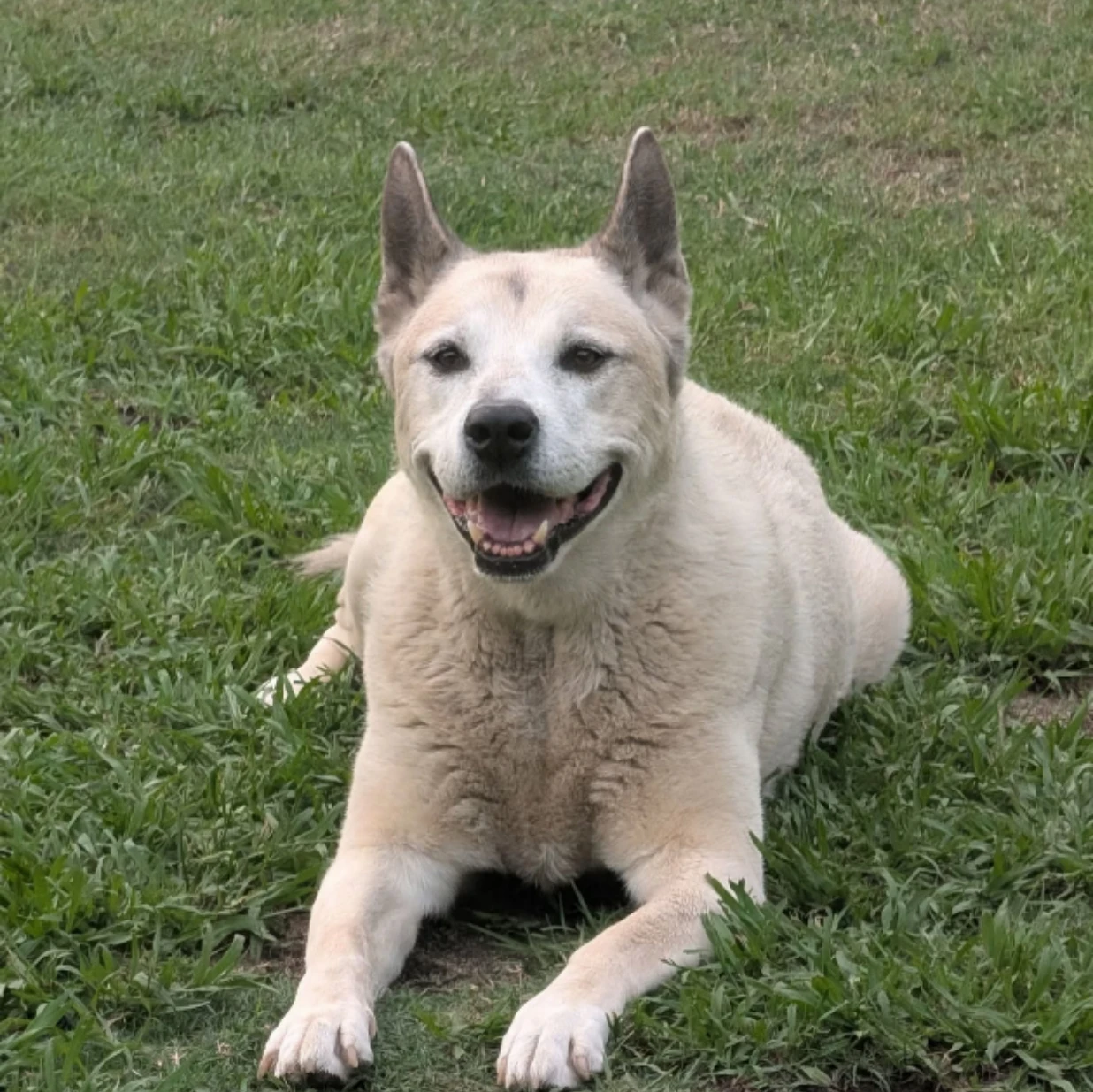 Archie