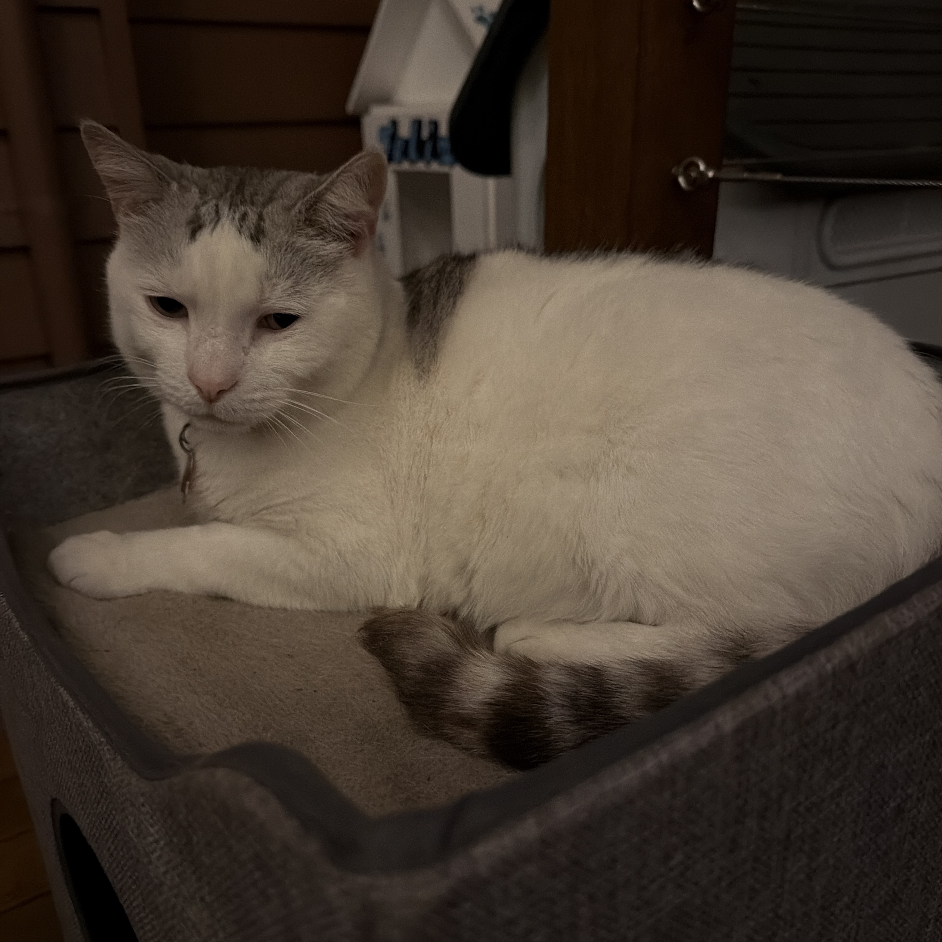 Whiskie