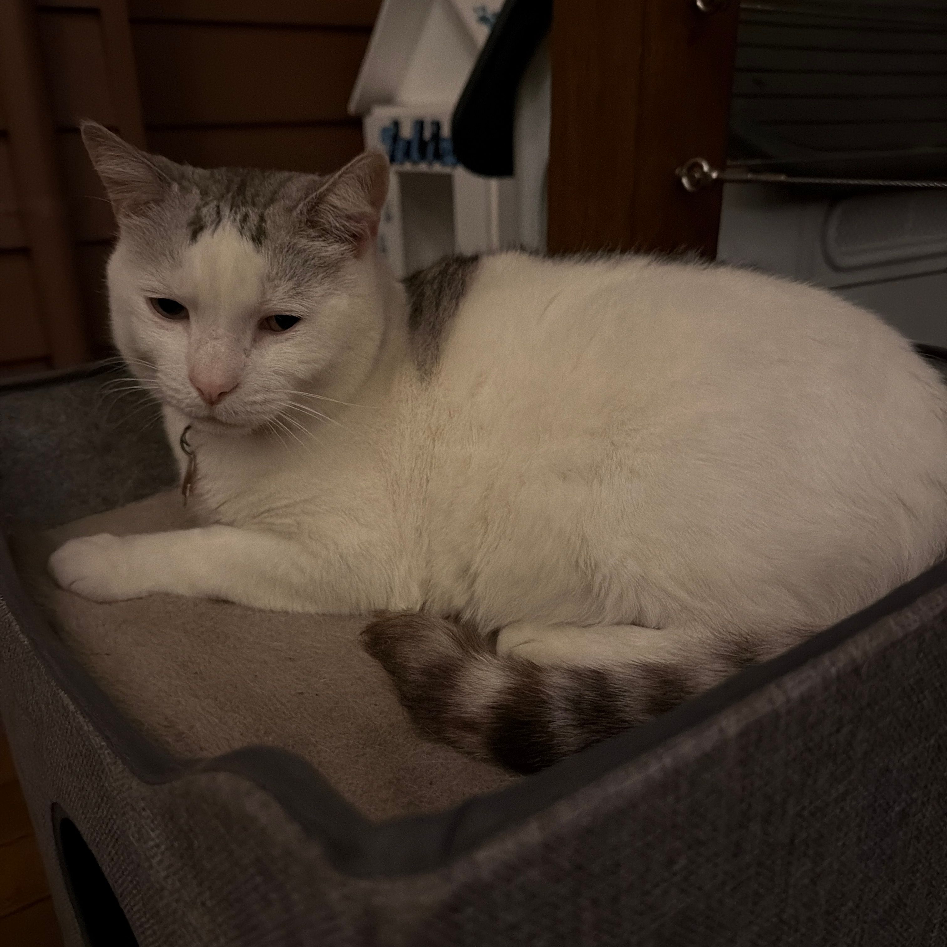 Whiskie