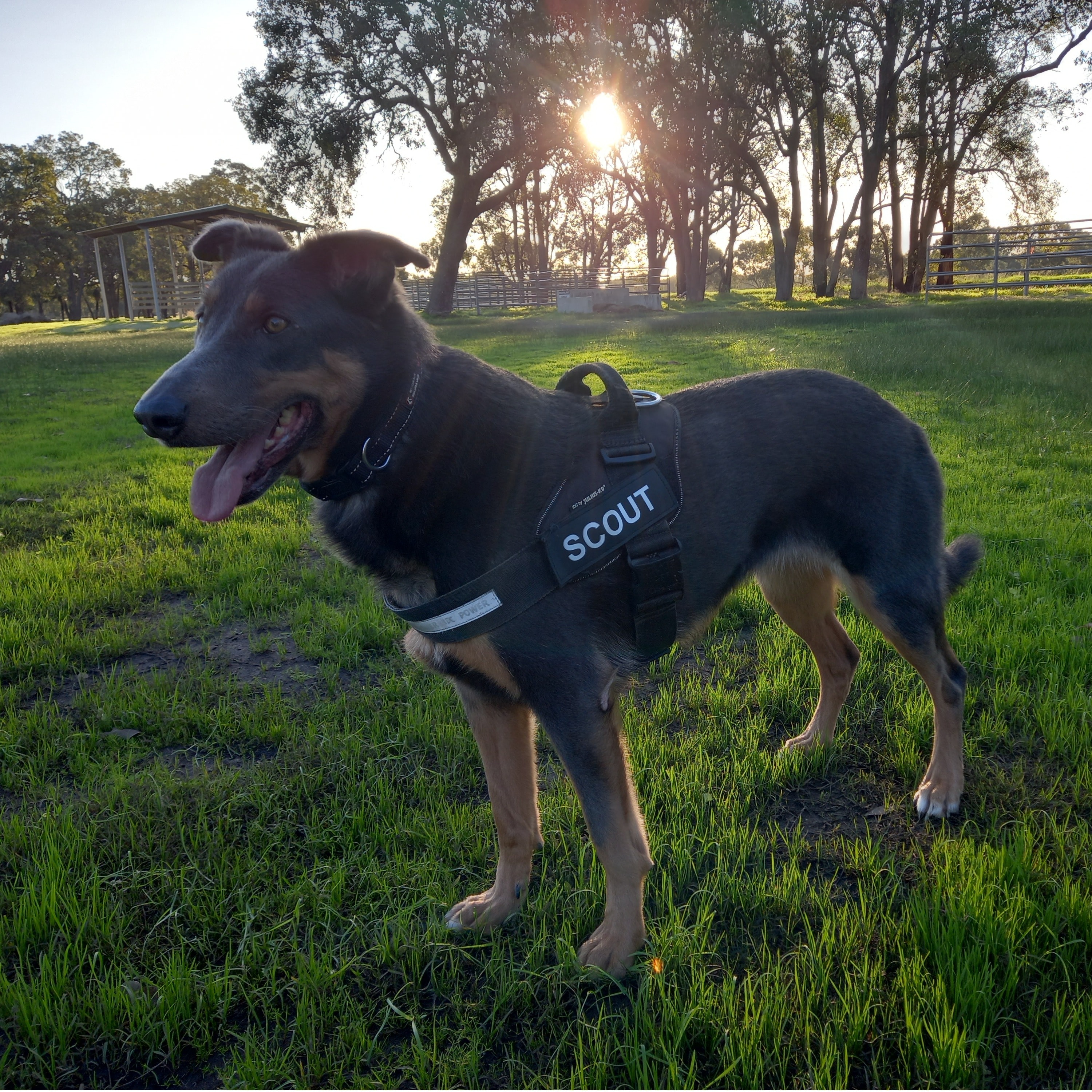 Scout