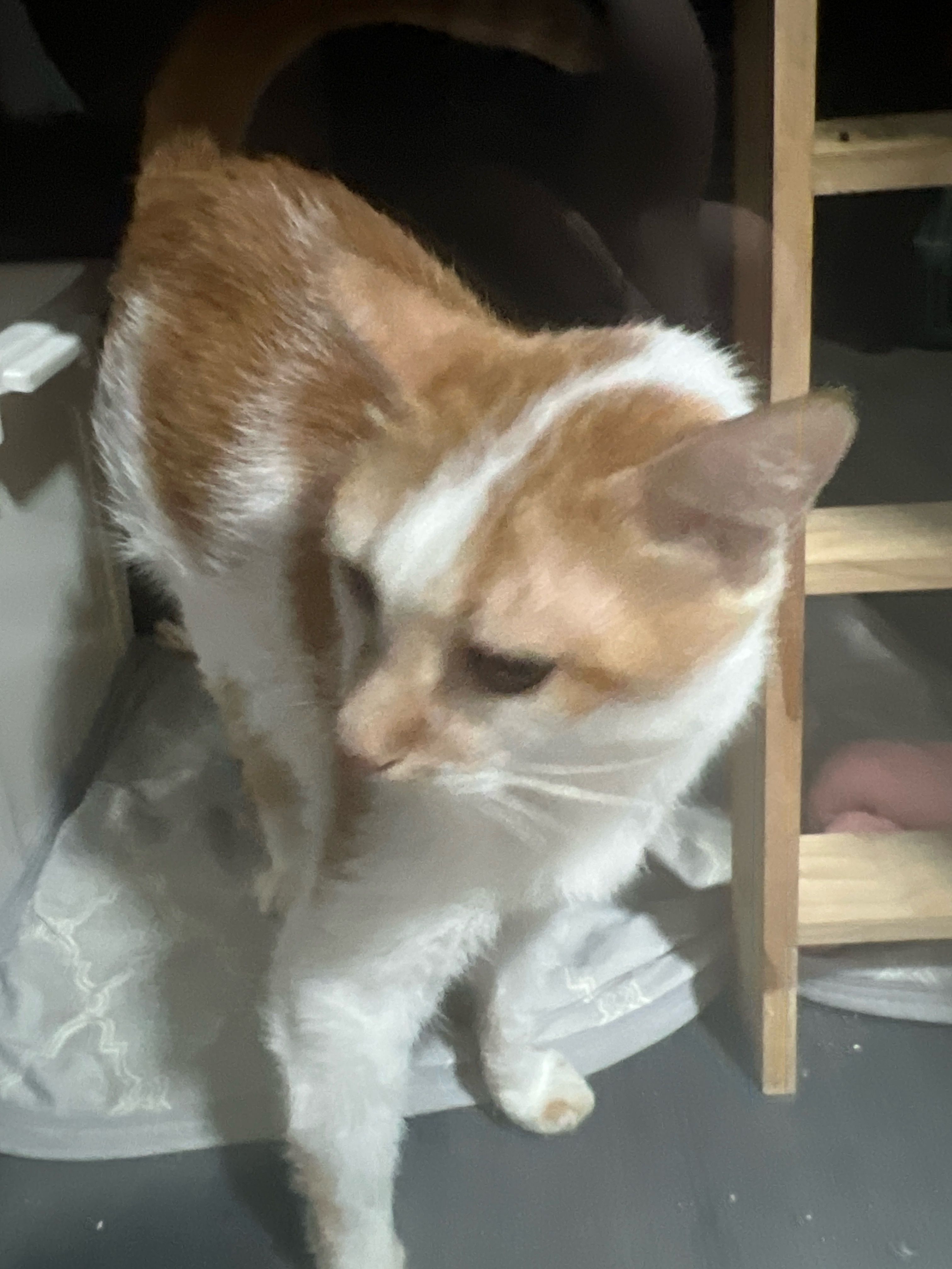 image-7