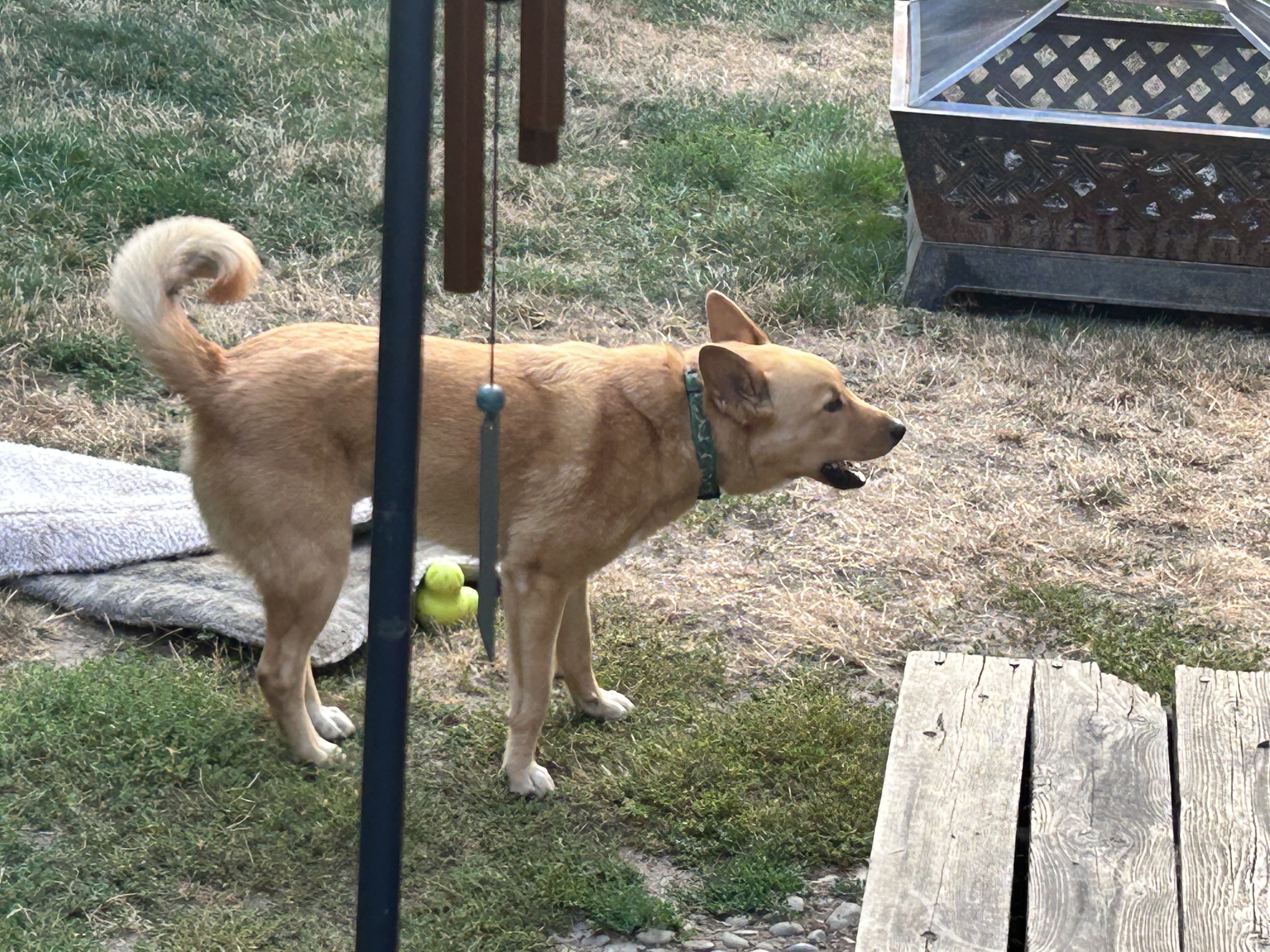 image-7