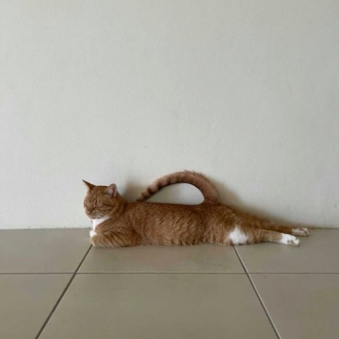 Leo 