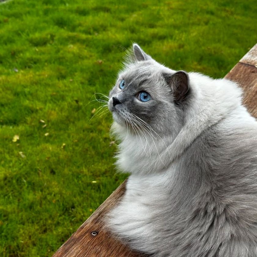 Zeus 