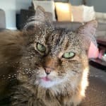 Tabster
