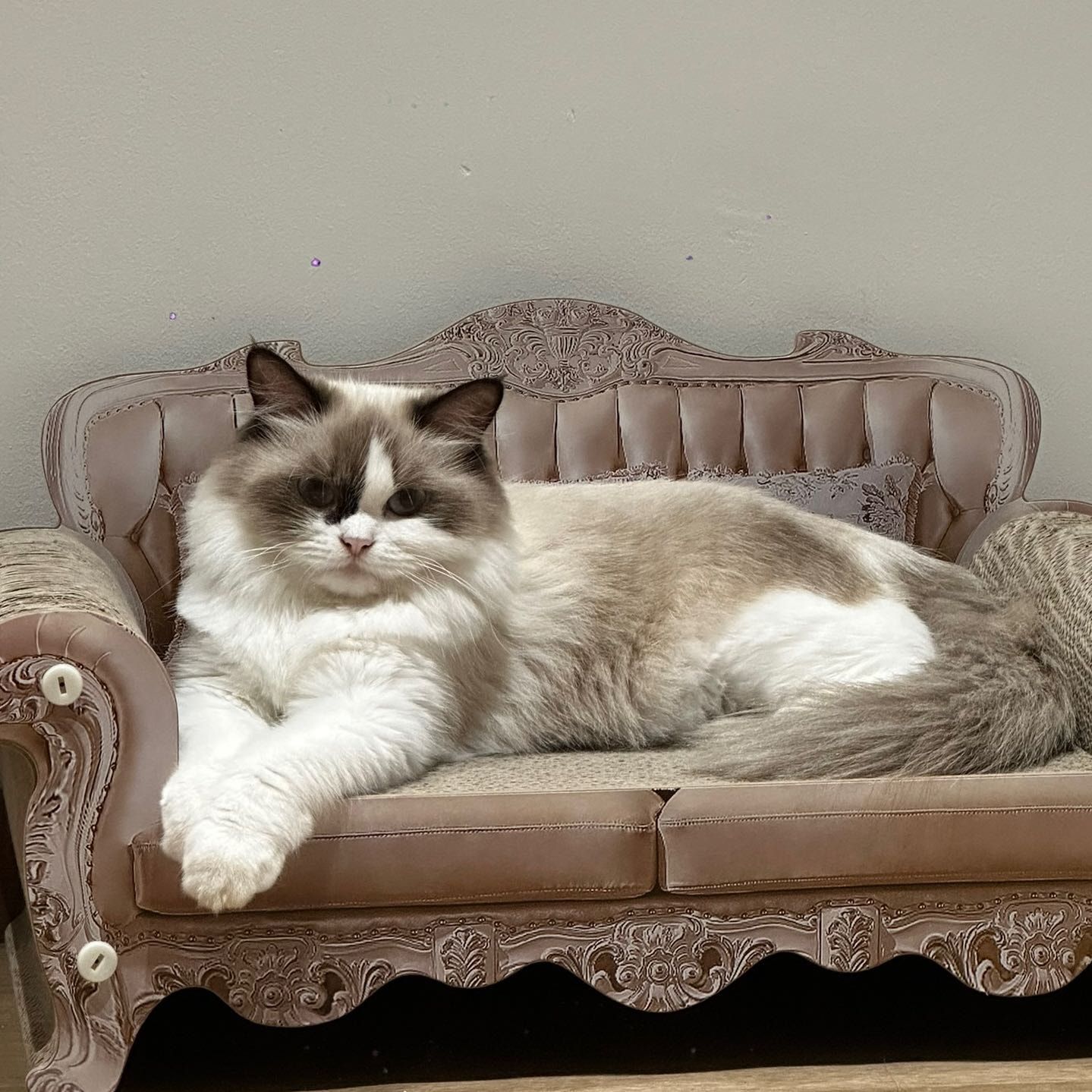 Mochi