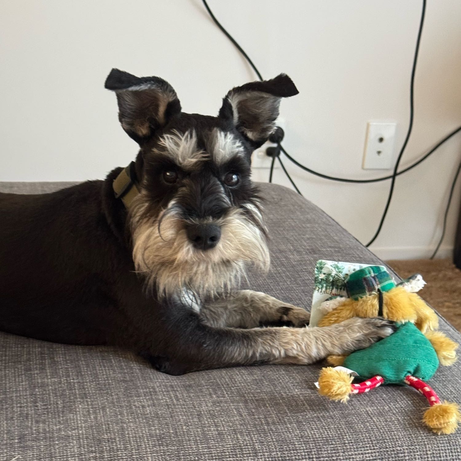 Albie