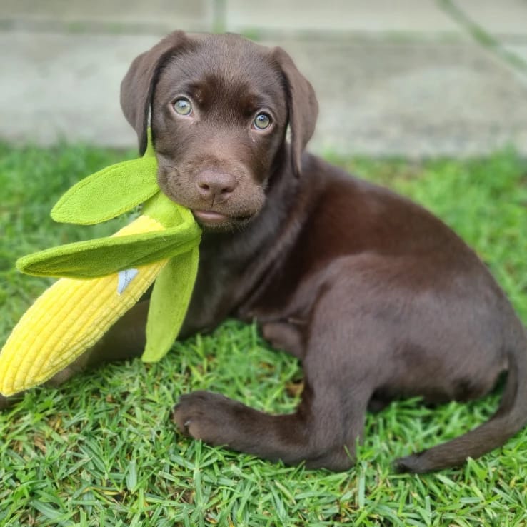 Coco