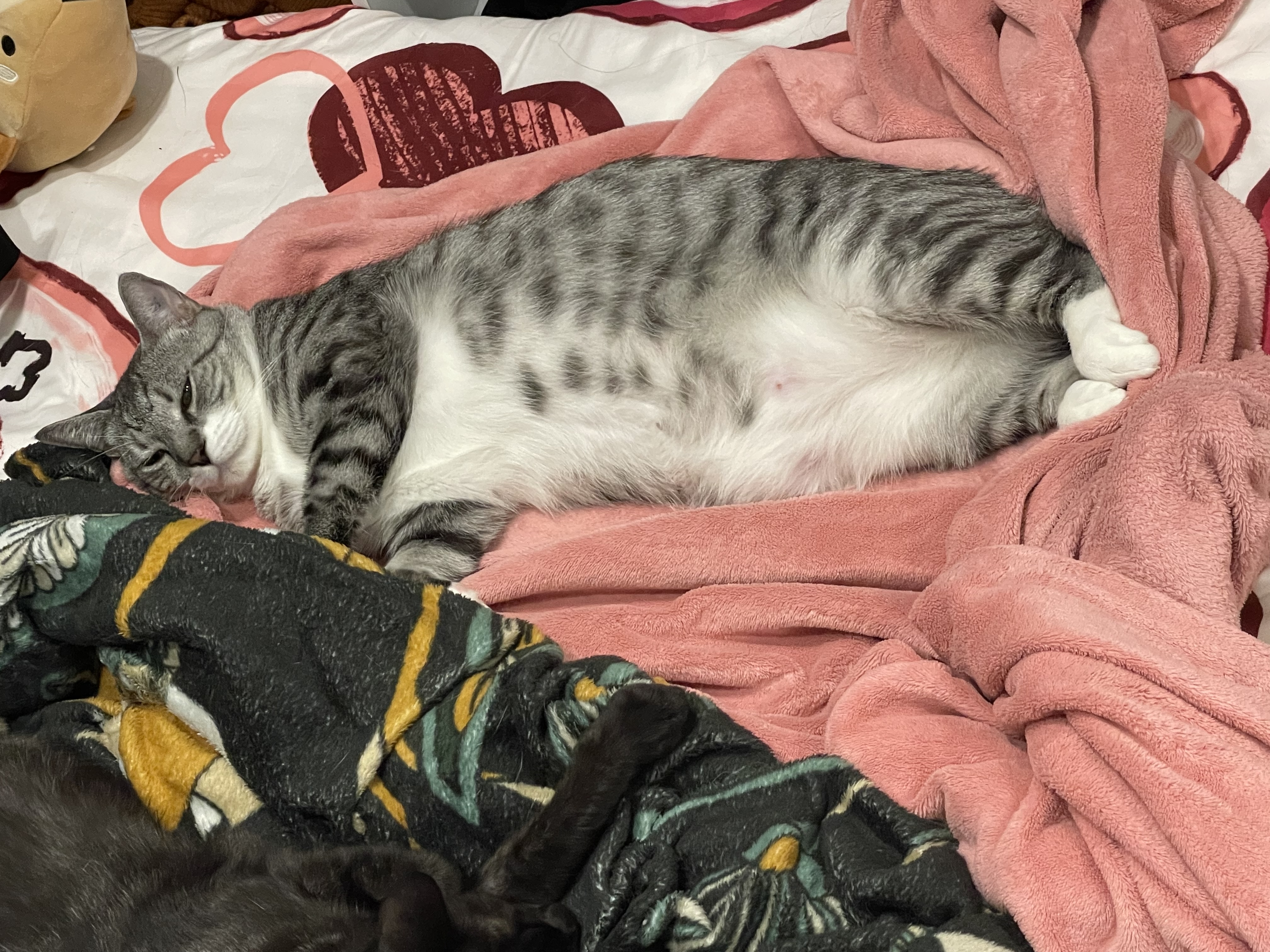 image-19