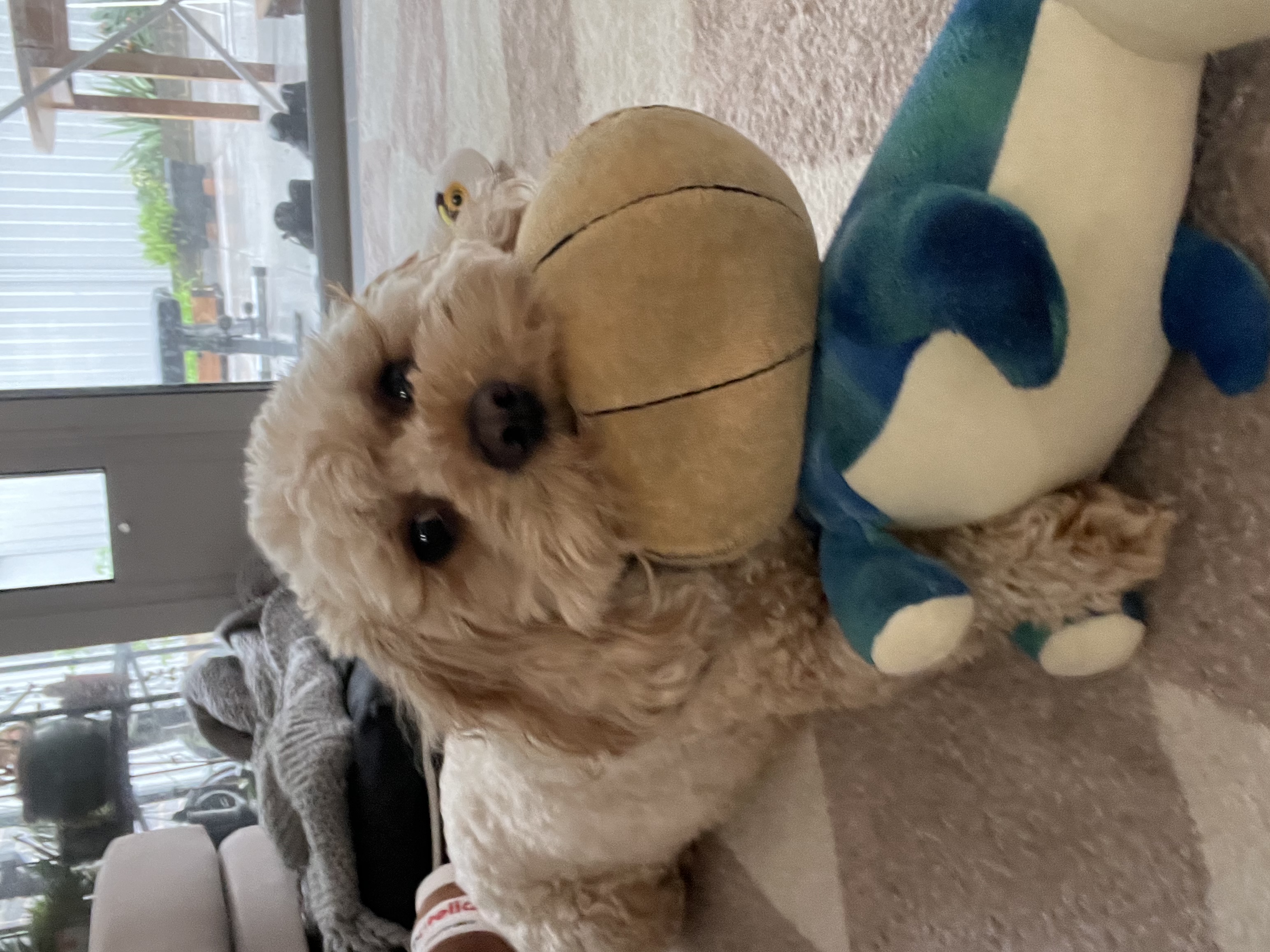 image-11