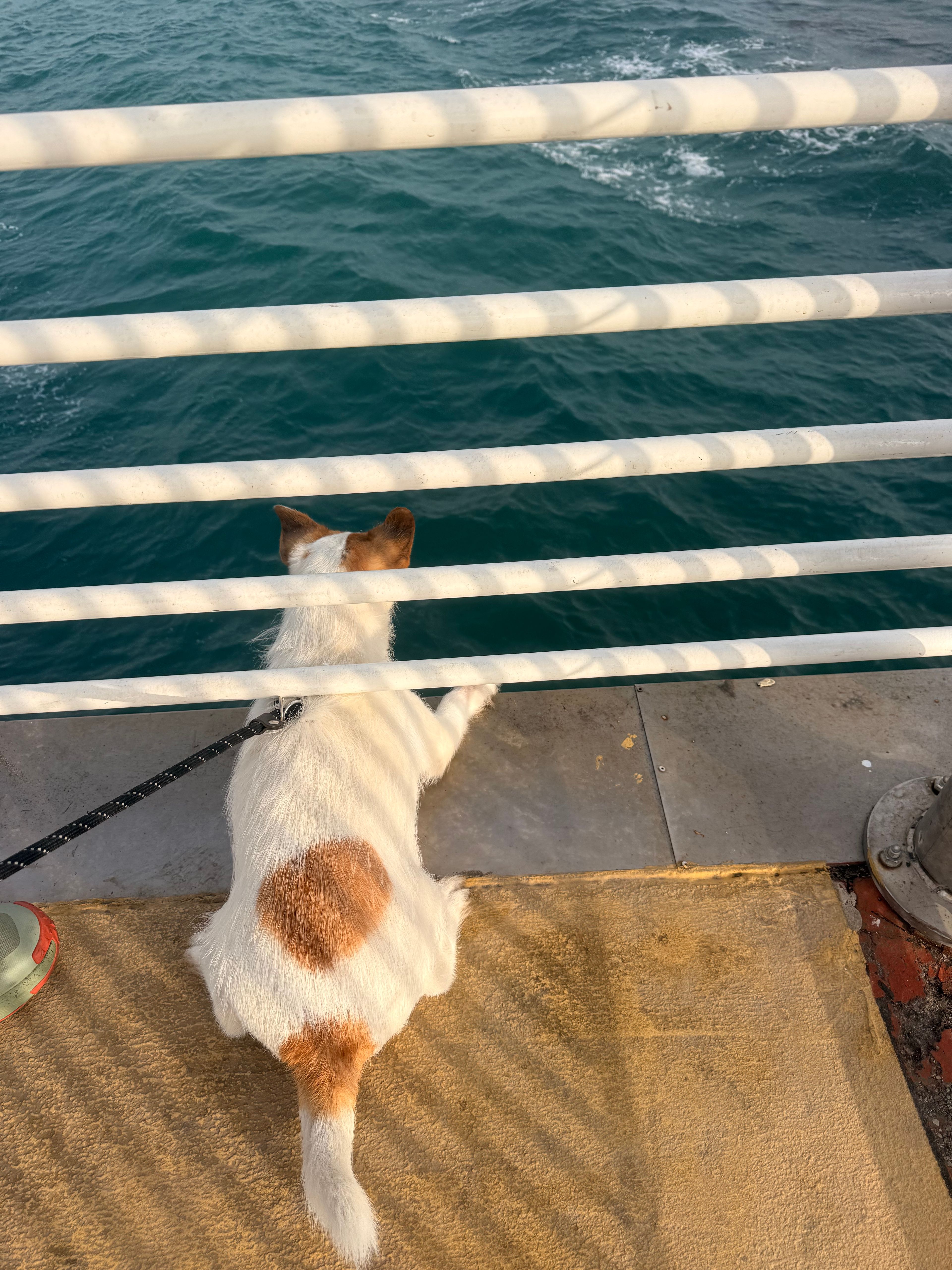 image-8