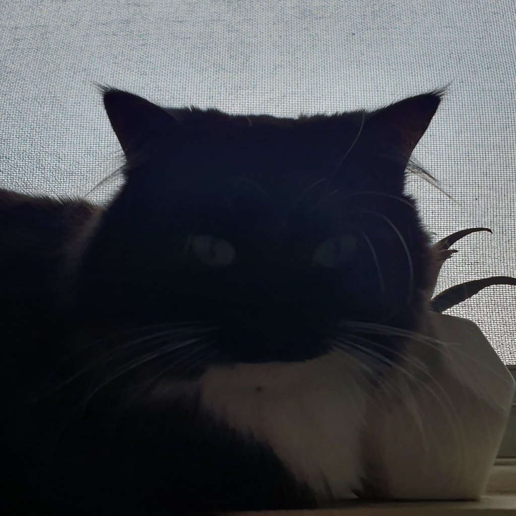 Mittens