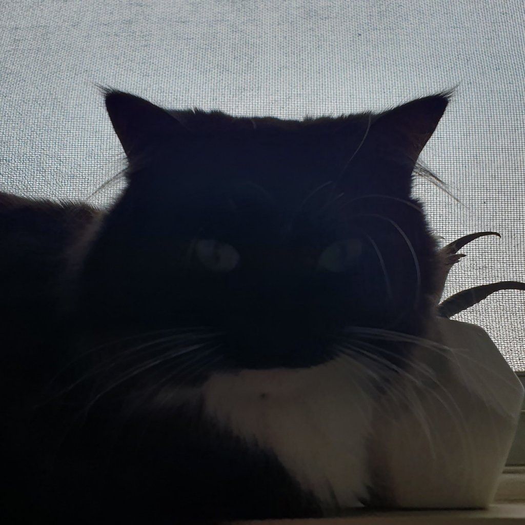 Mittens