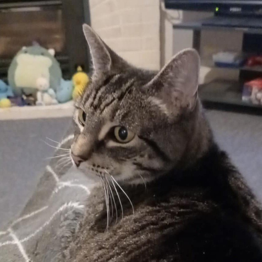 Tabitha