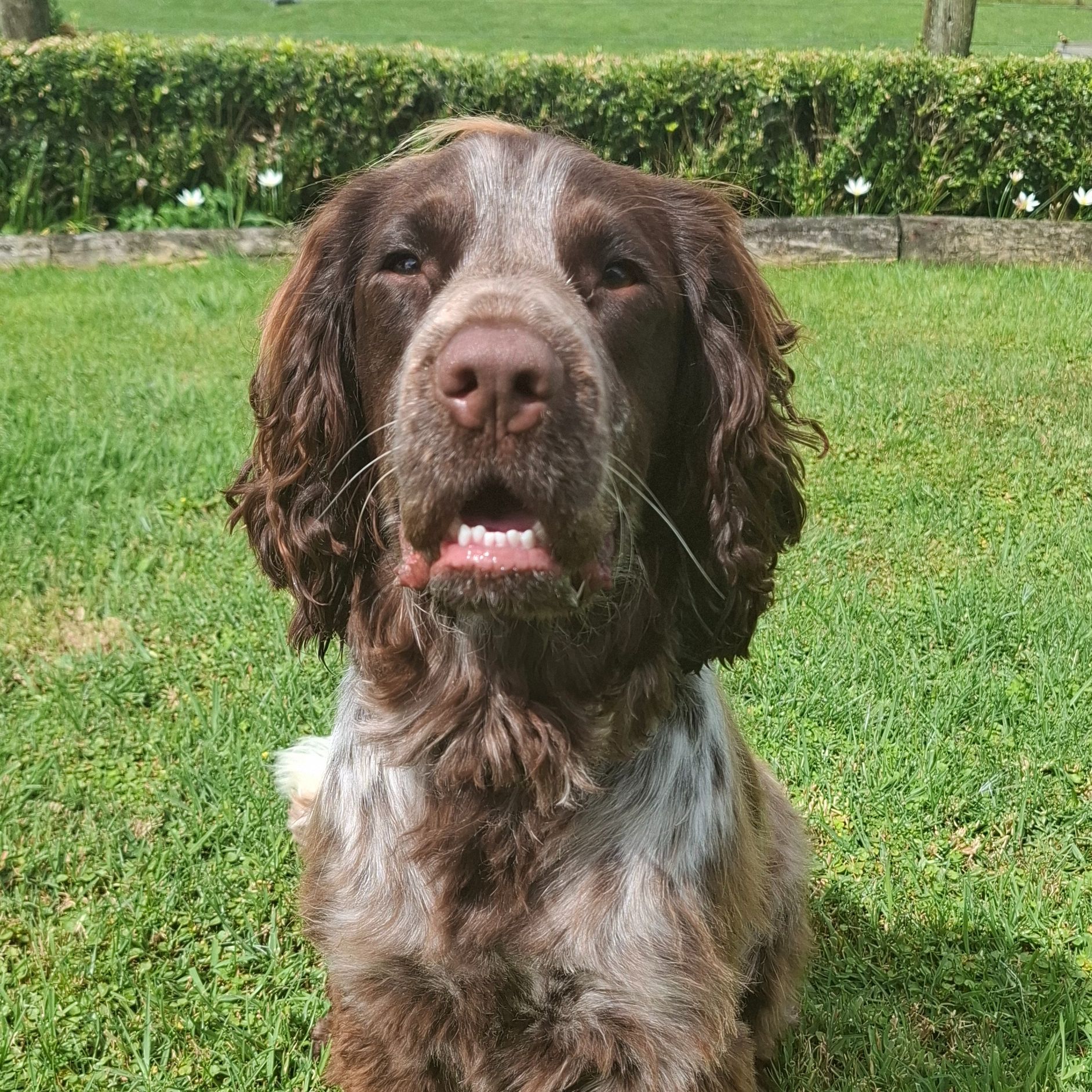 Beau