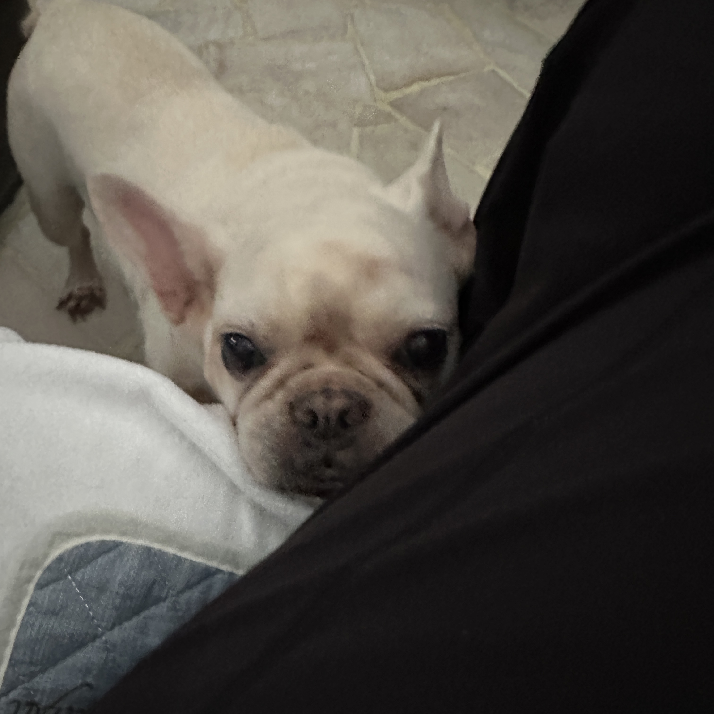 jerry
