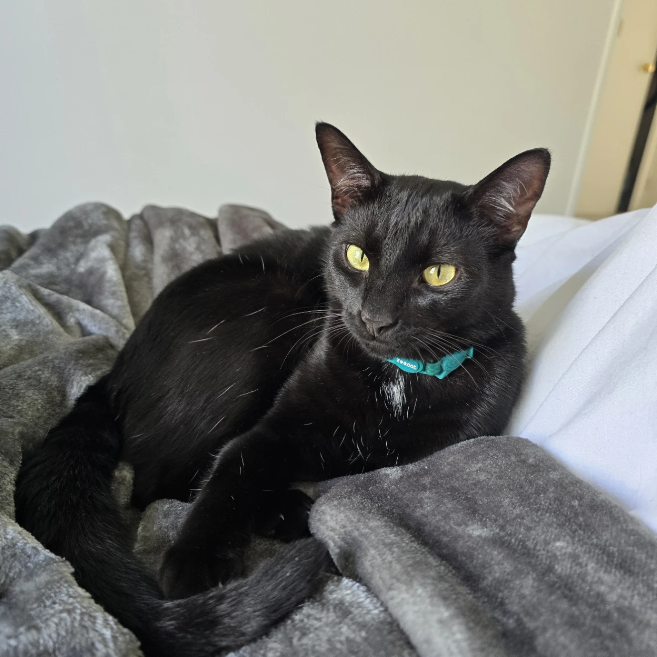 Nacho