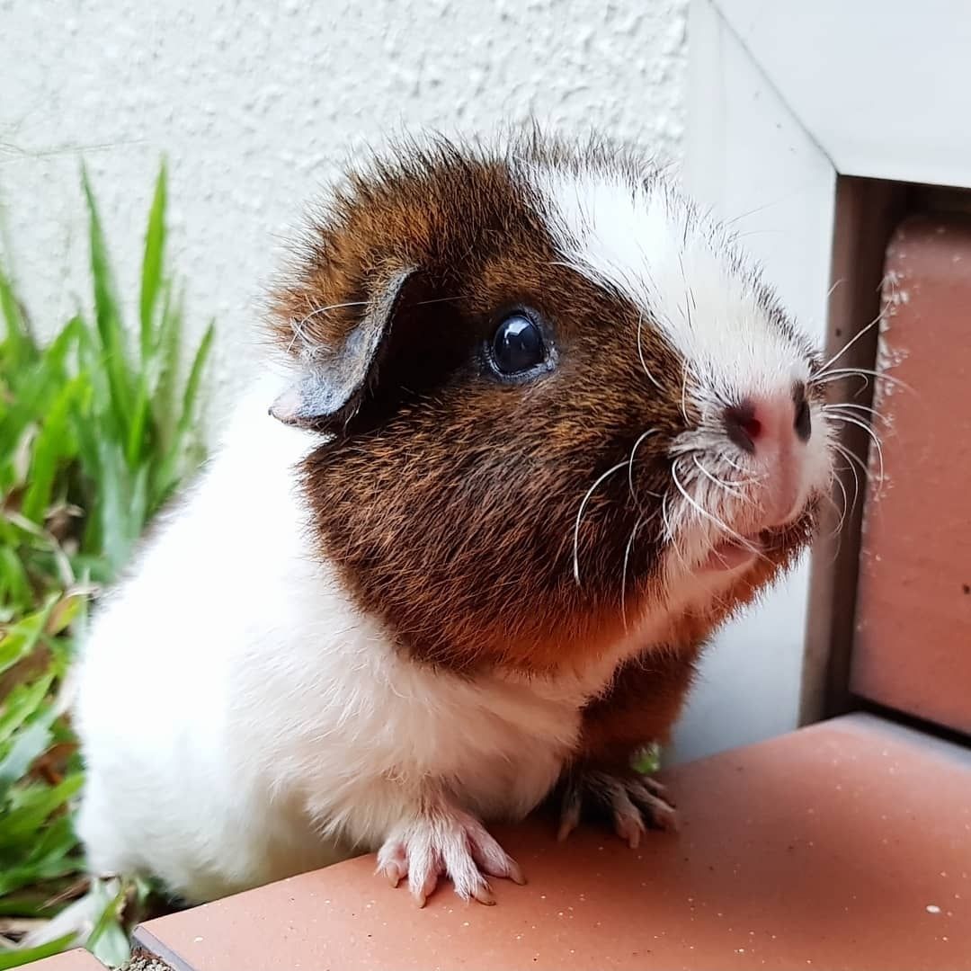 Dumpling, Pumpkin, Munchkin