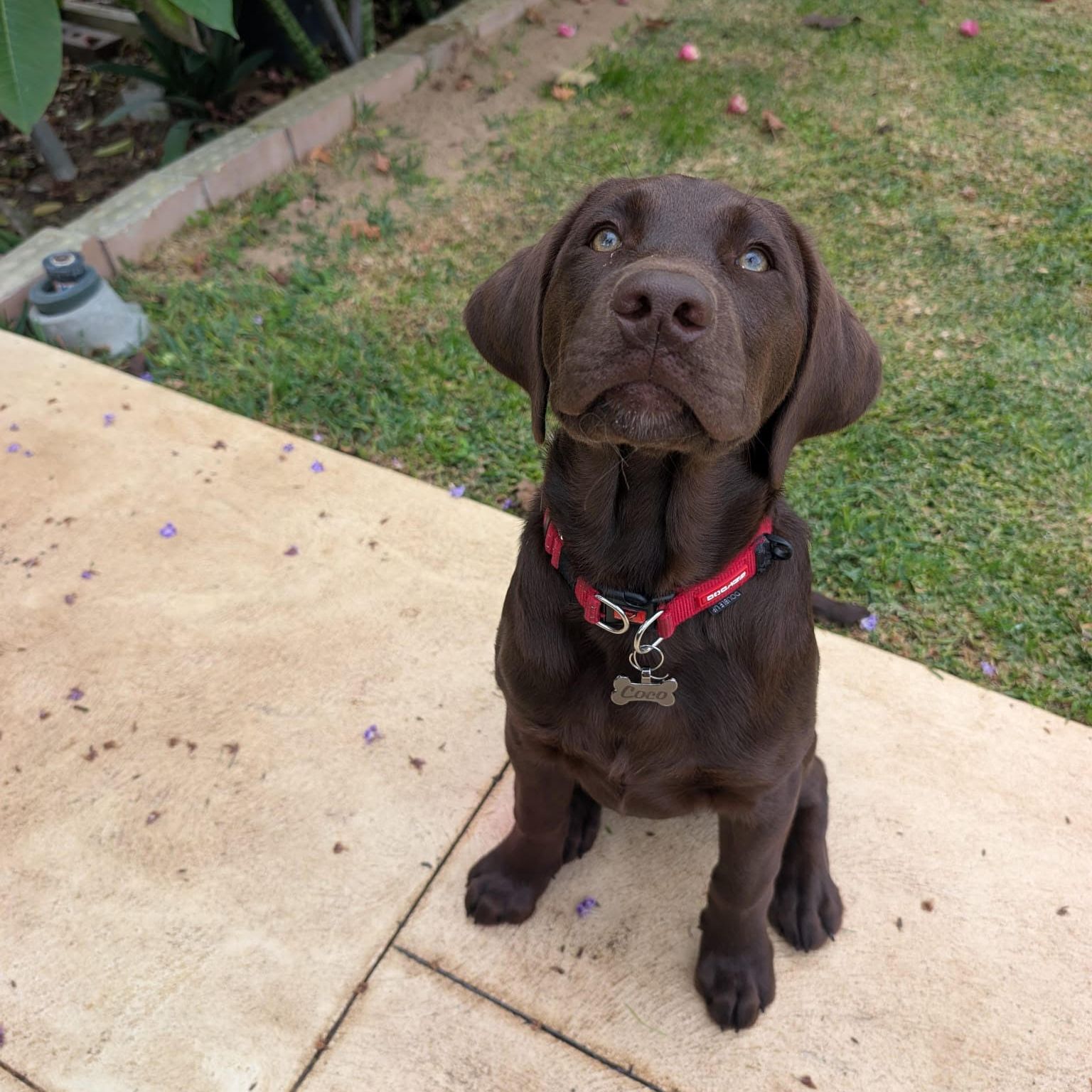 Coco