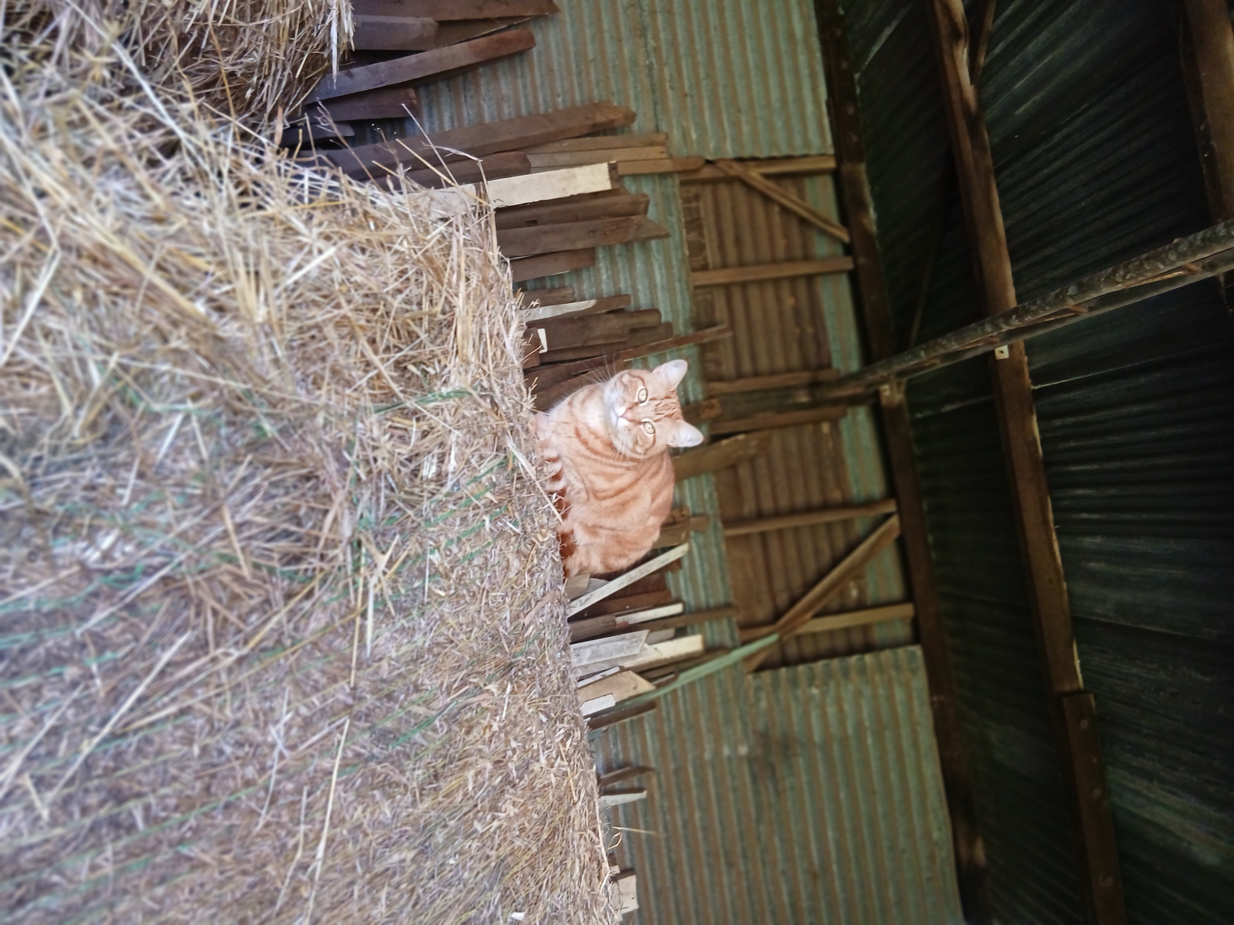 image-4
