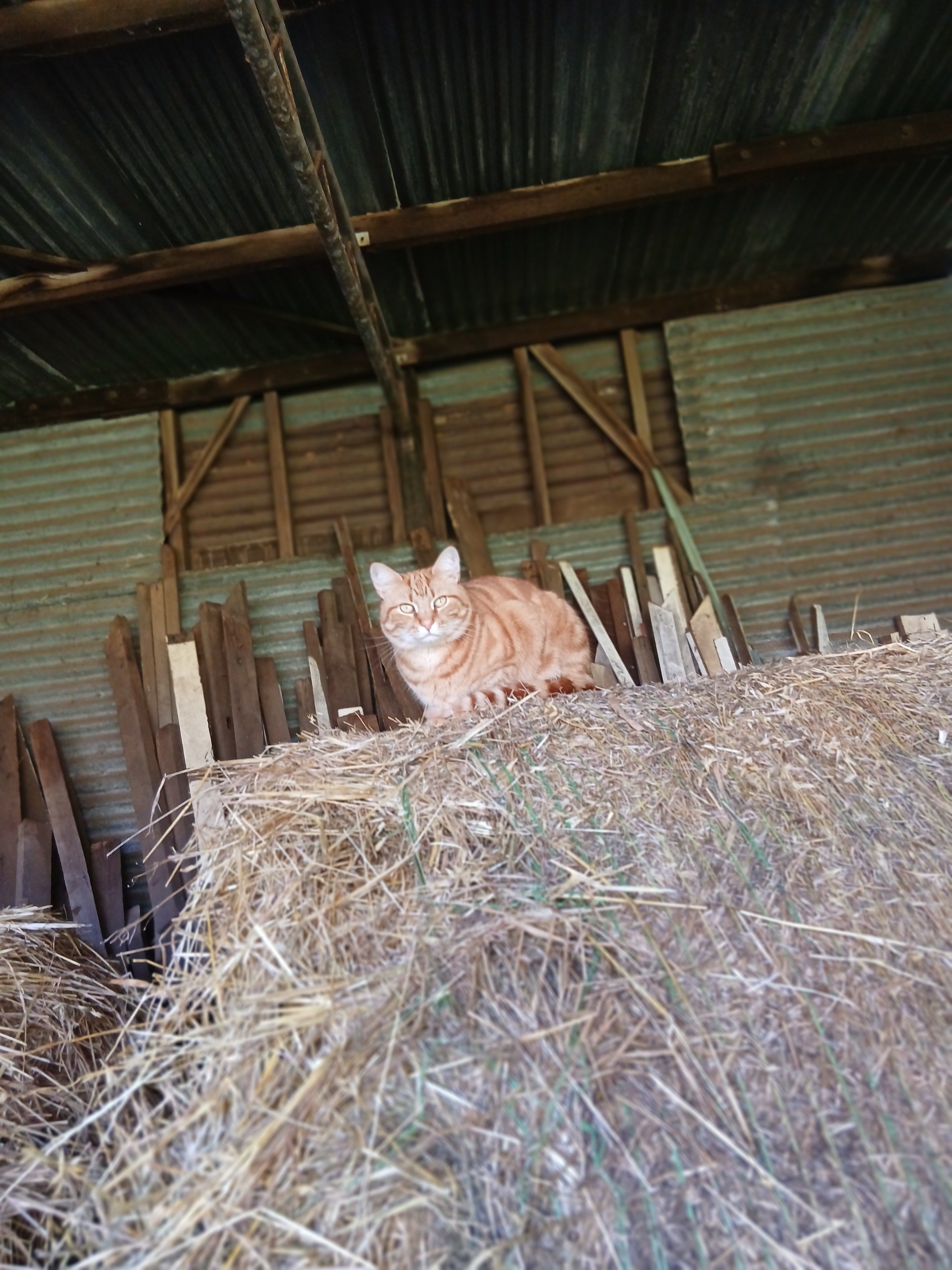 image-4