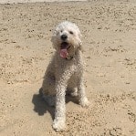 Teddy