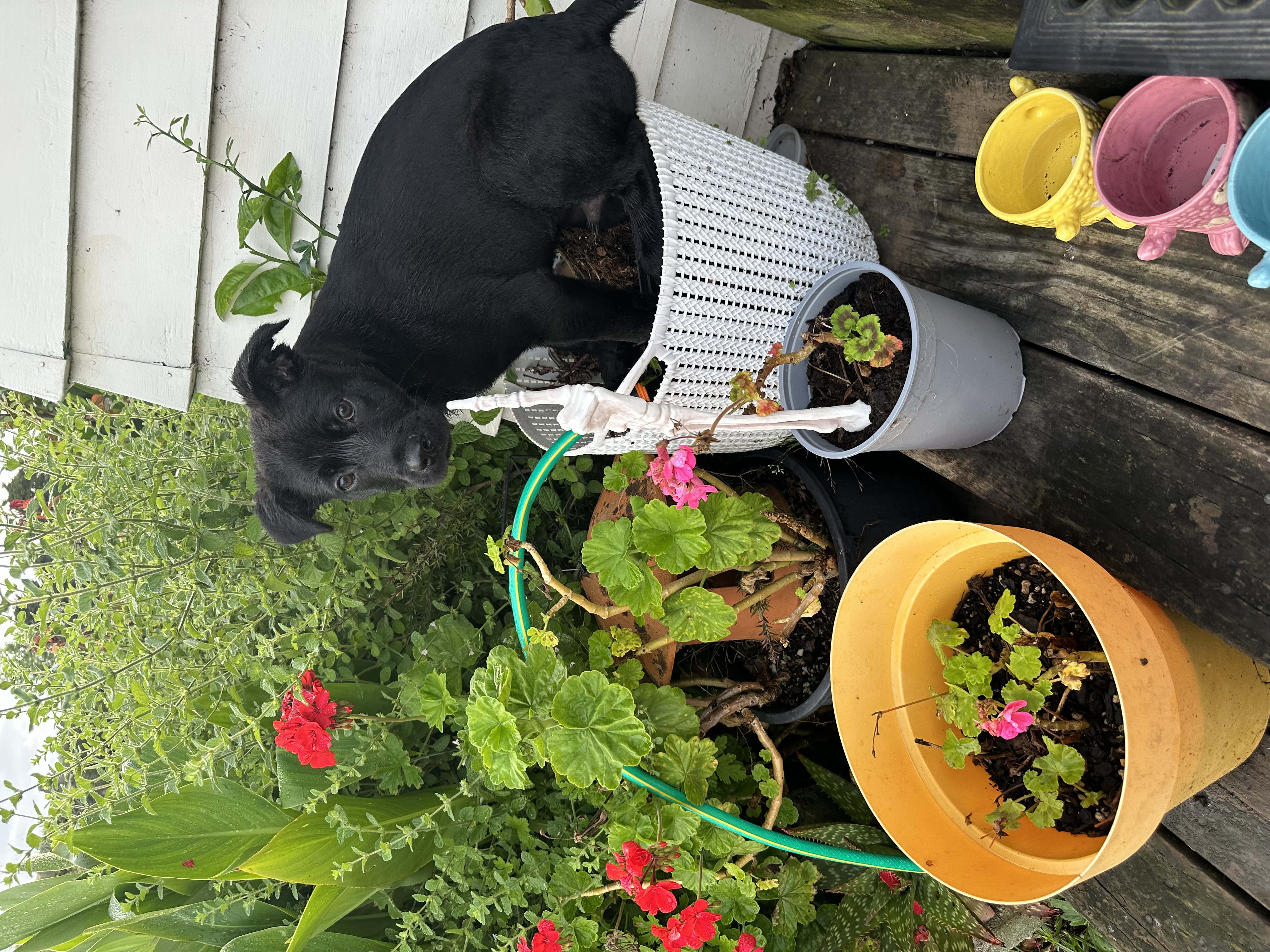 image-12
