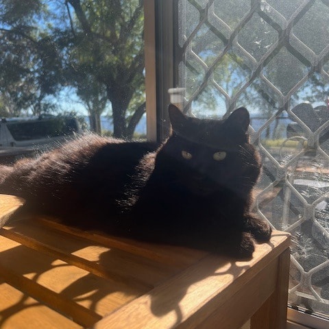 Duchess