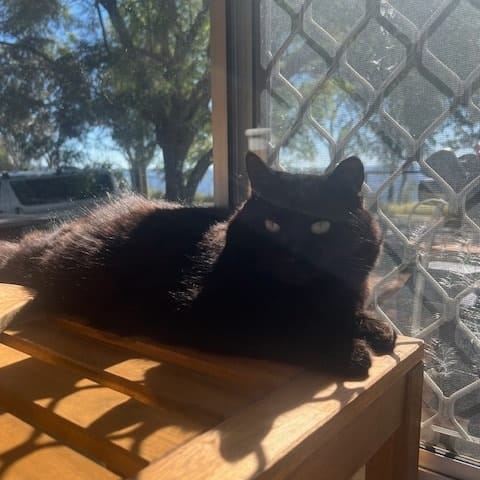 Duchess