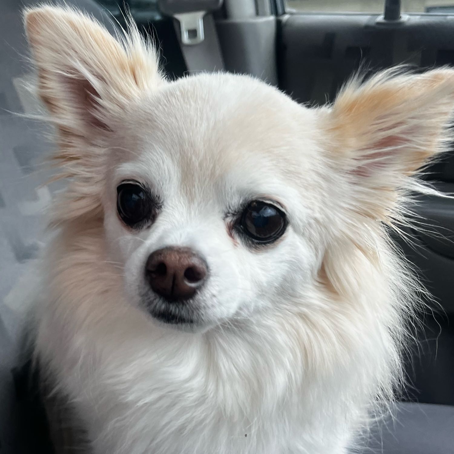 Luca