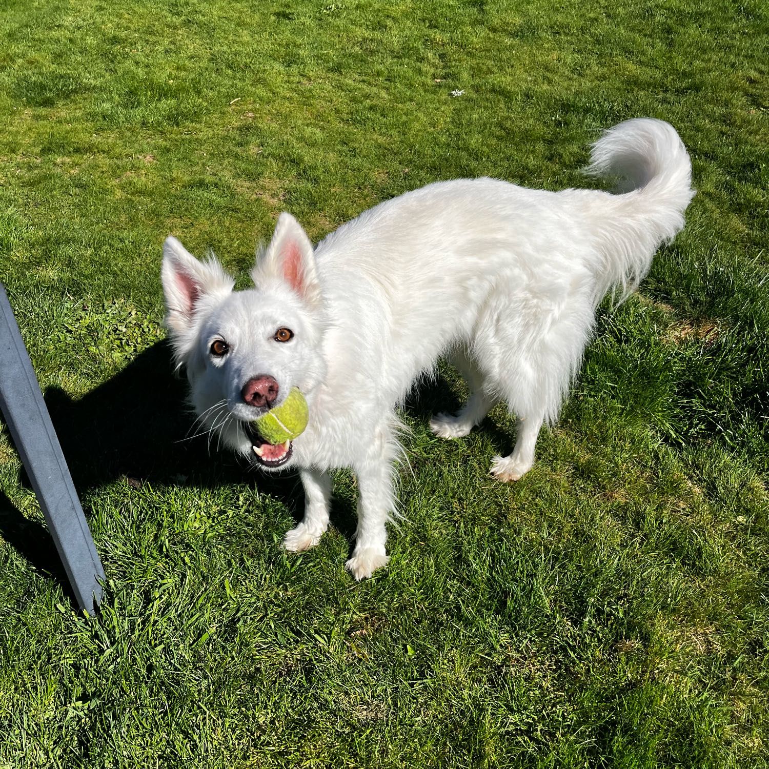 Elsie