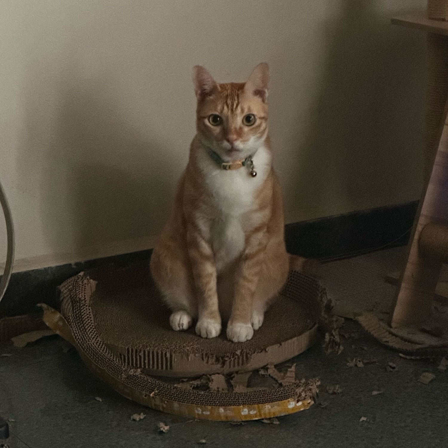 Leo