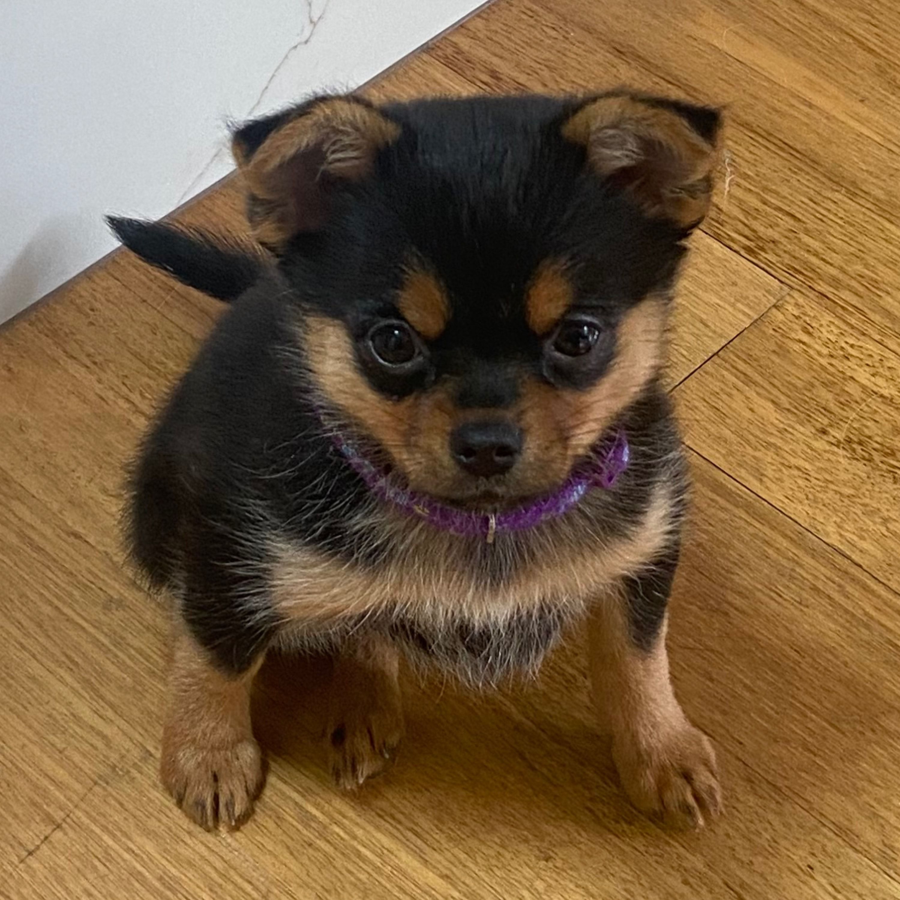 Zoya