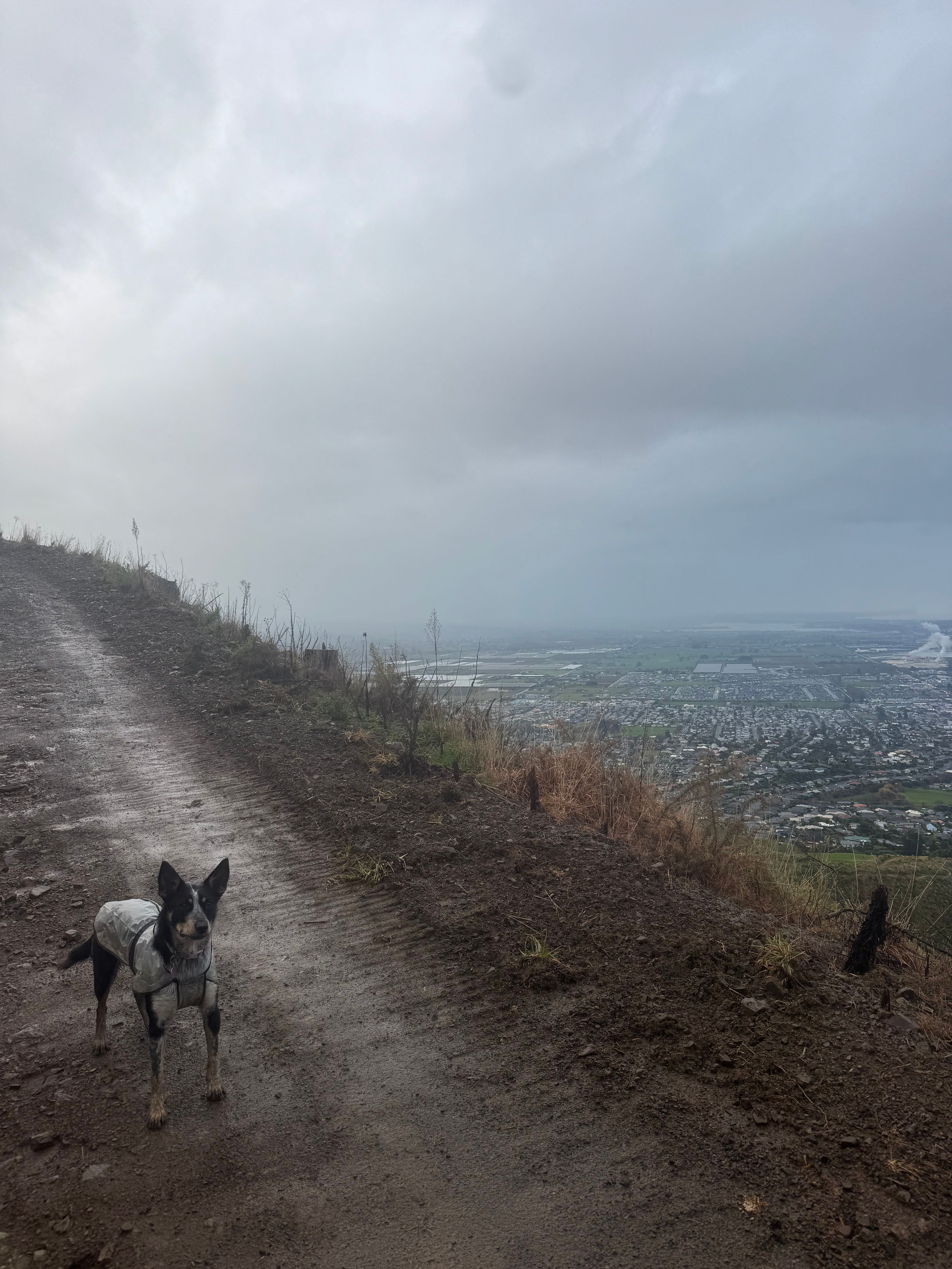 image-7