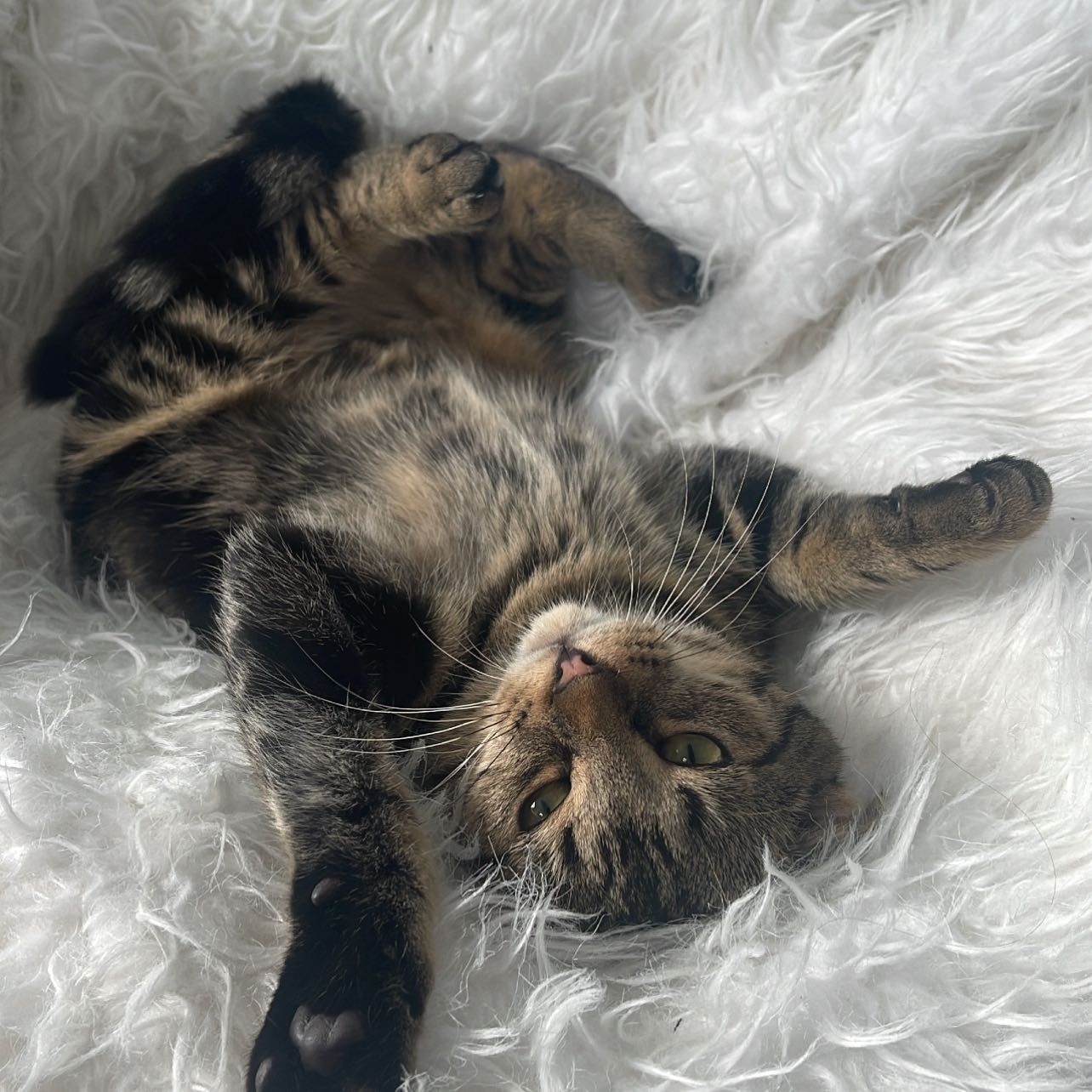 Meow