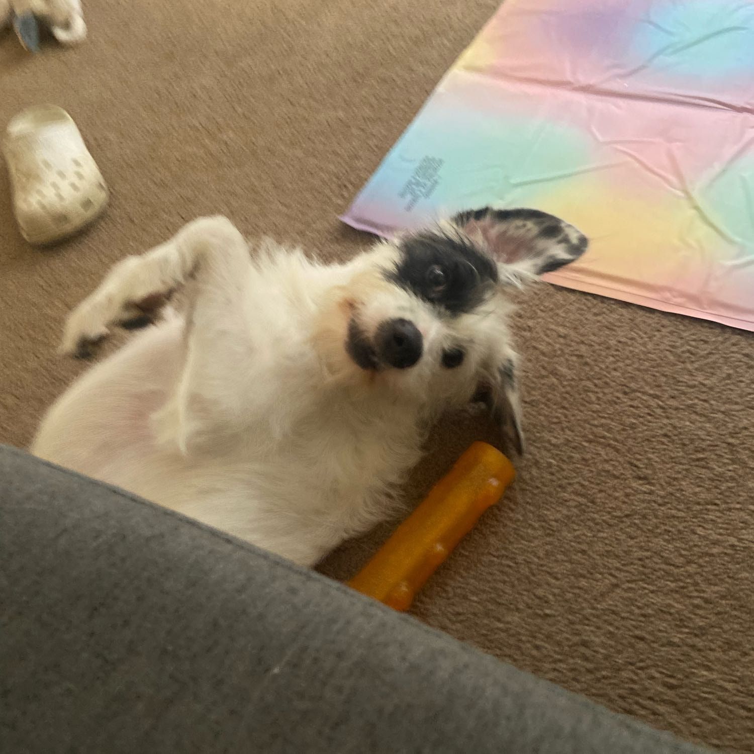 Bear
