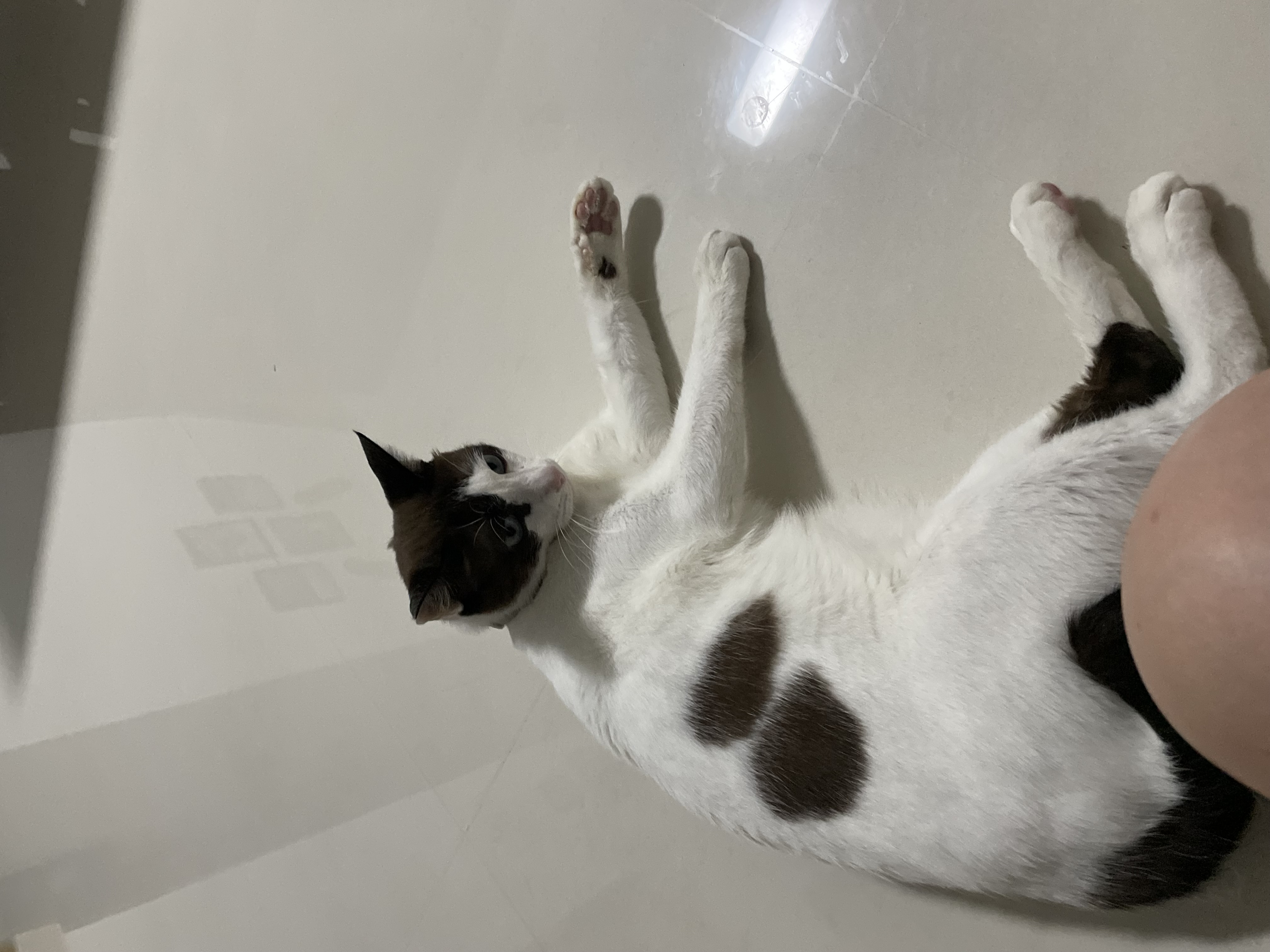 image-11