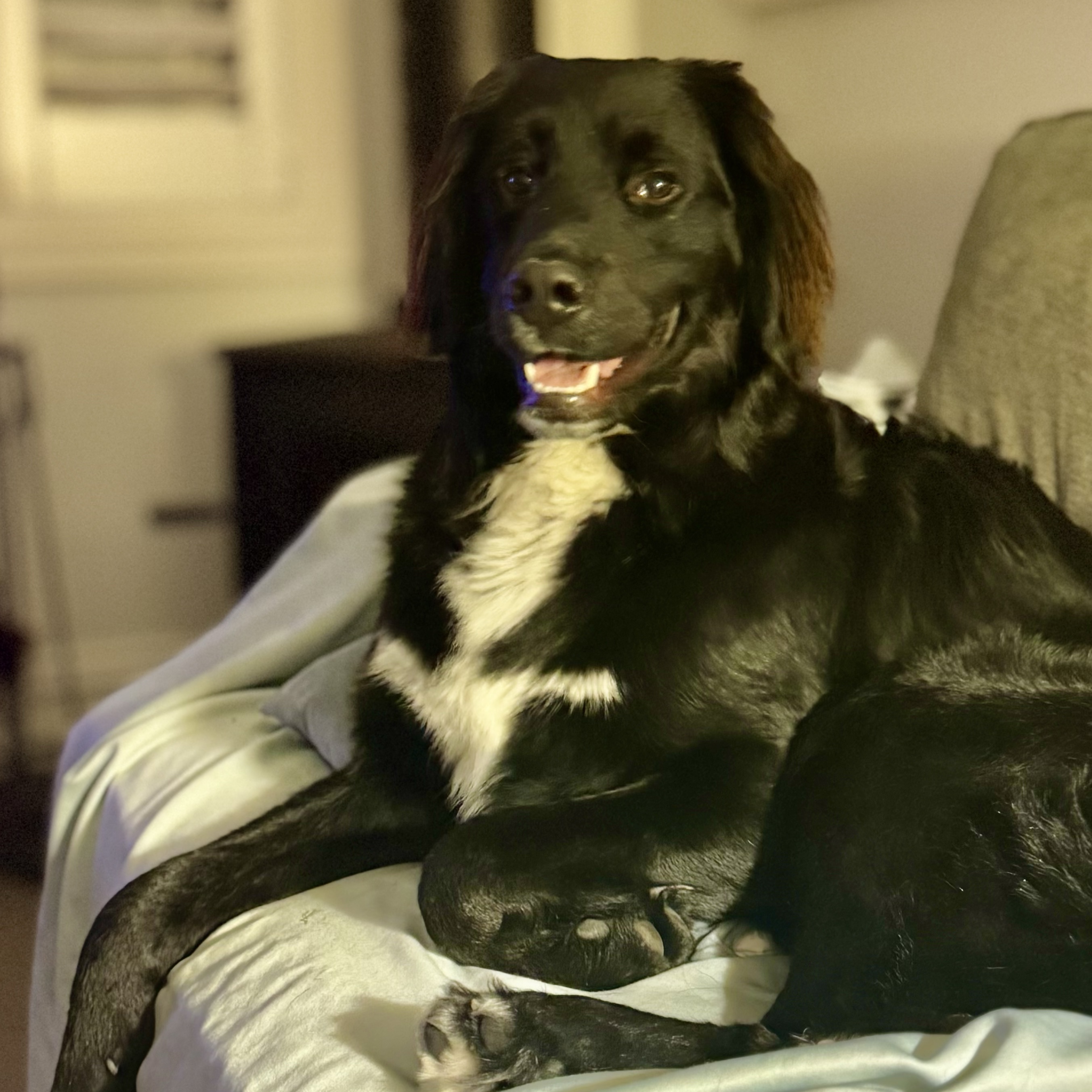 Ockie
