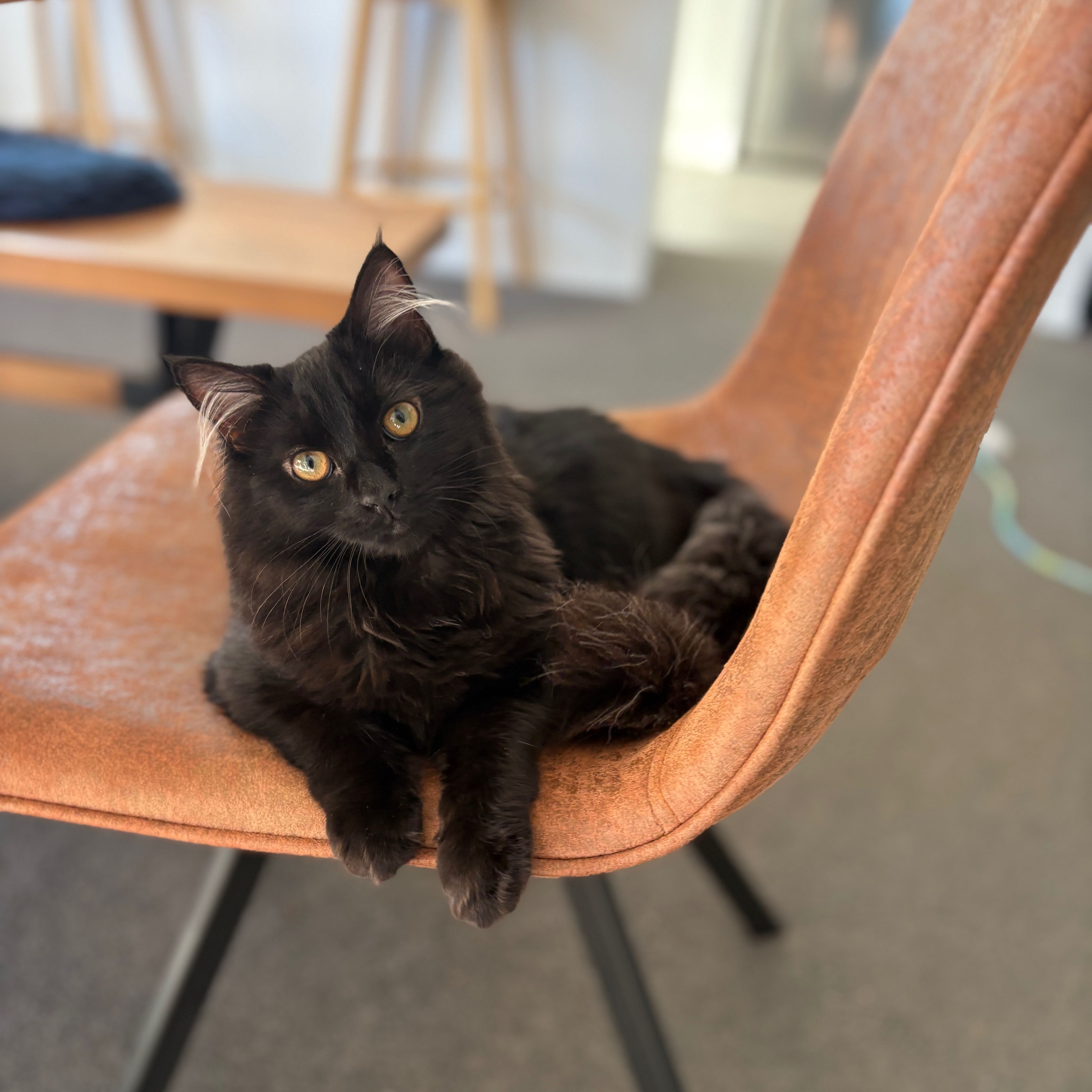 Stella